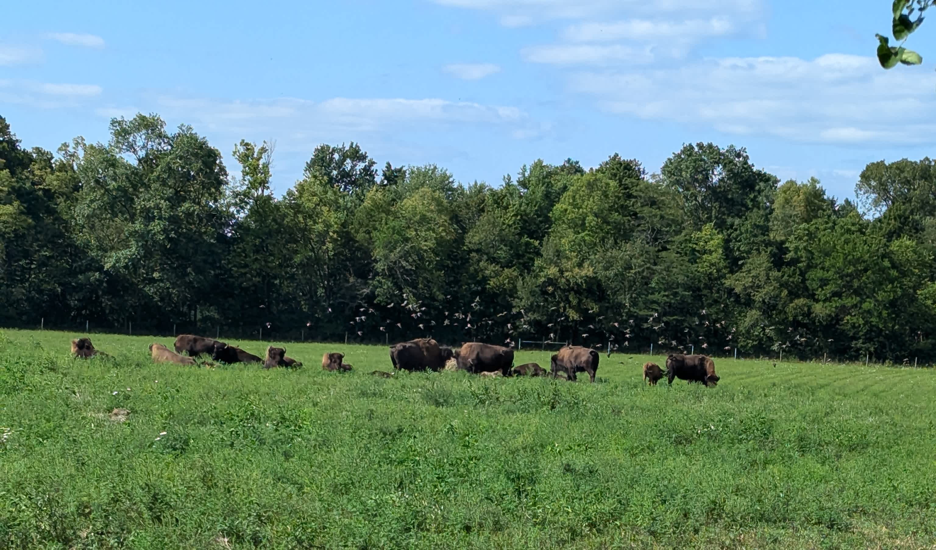 Eel River Bison Ranch