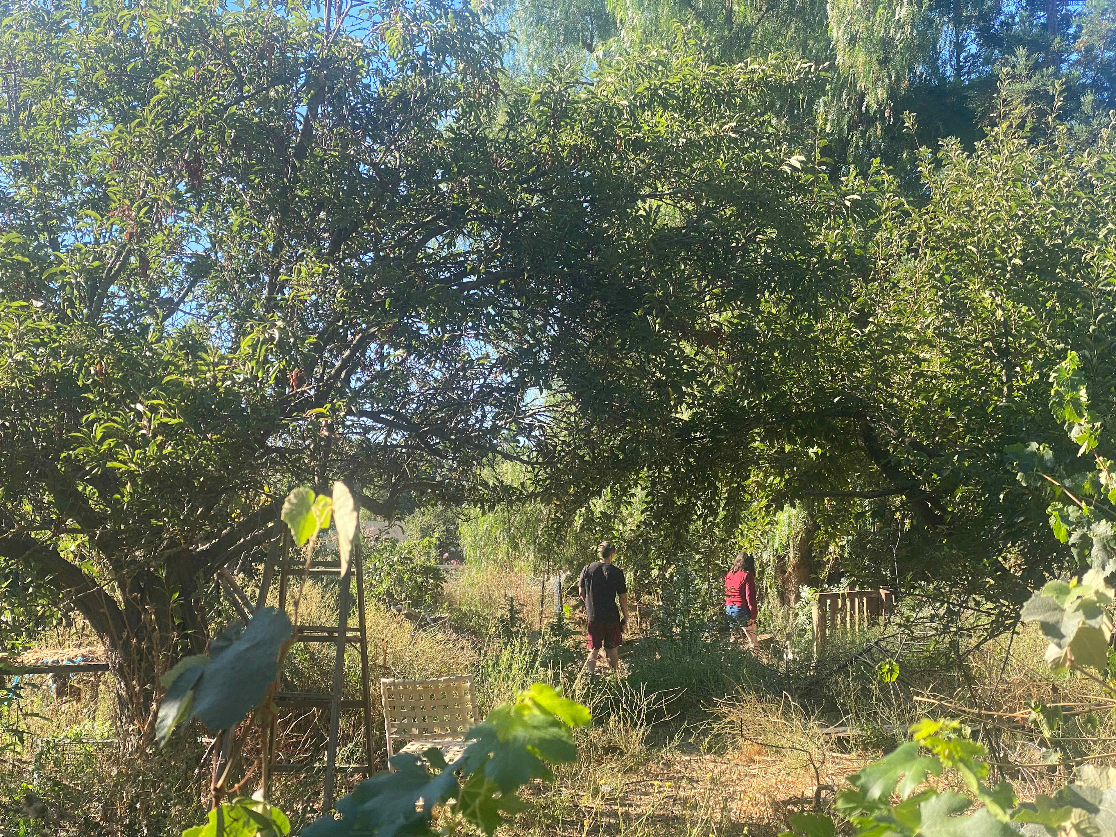 We picked some grapes and plums and apples in their orchard in early September.  Tiny baby chicks roamed here too.