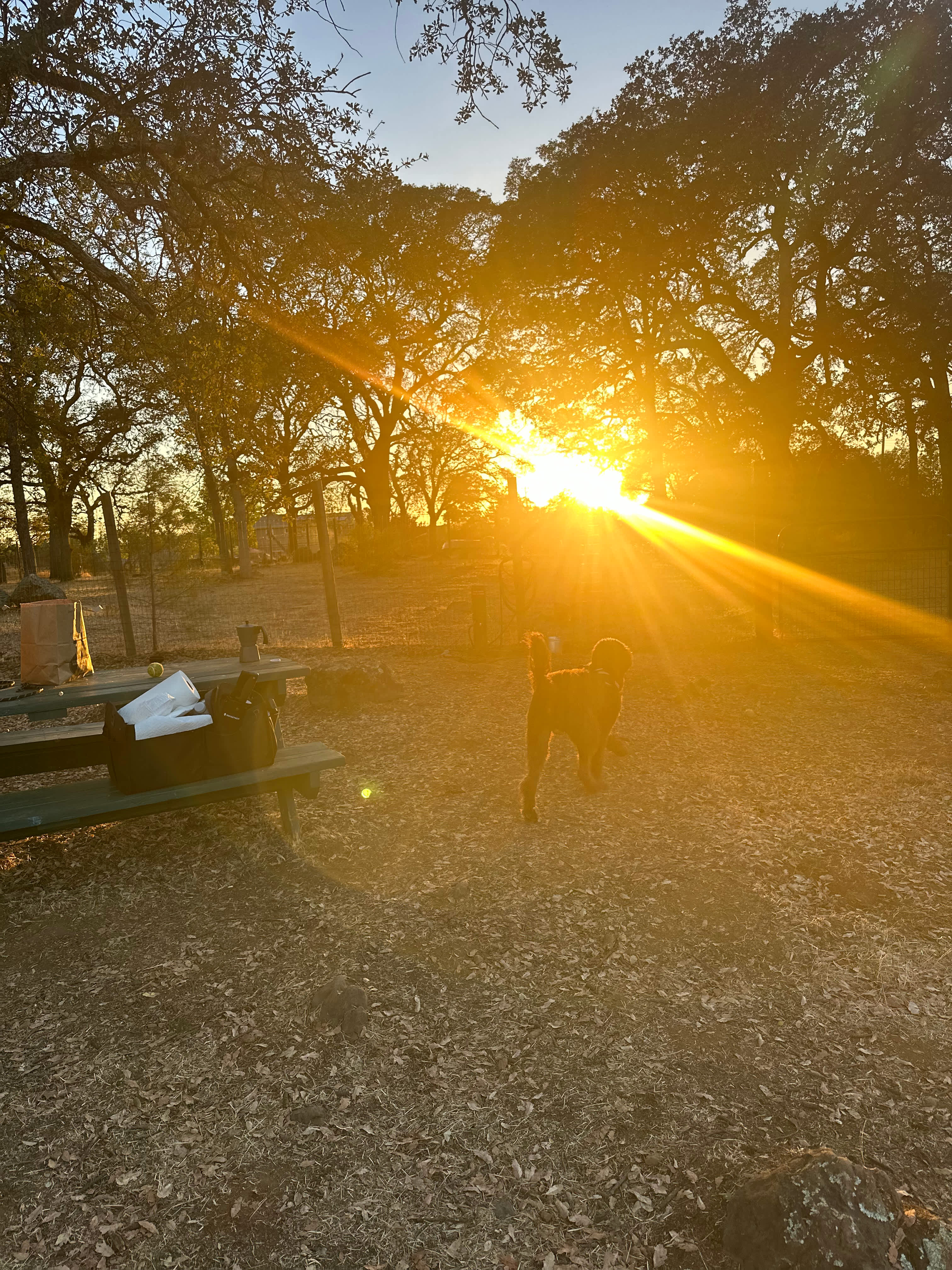 Golden Briar Camp