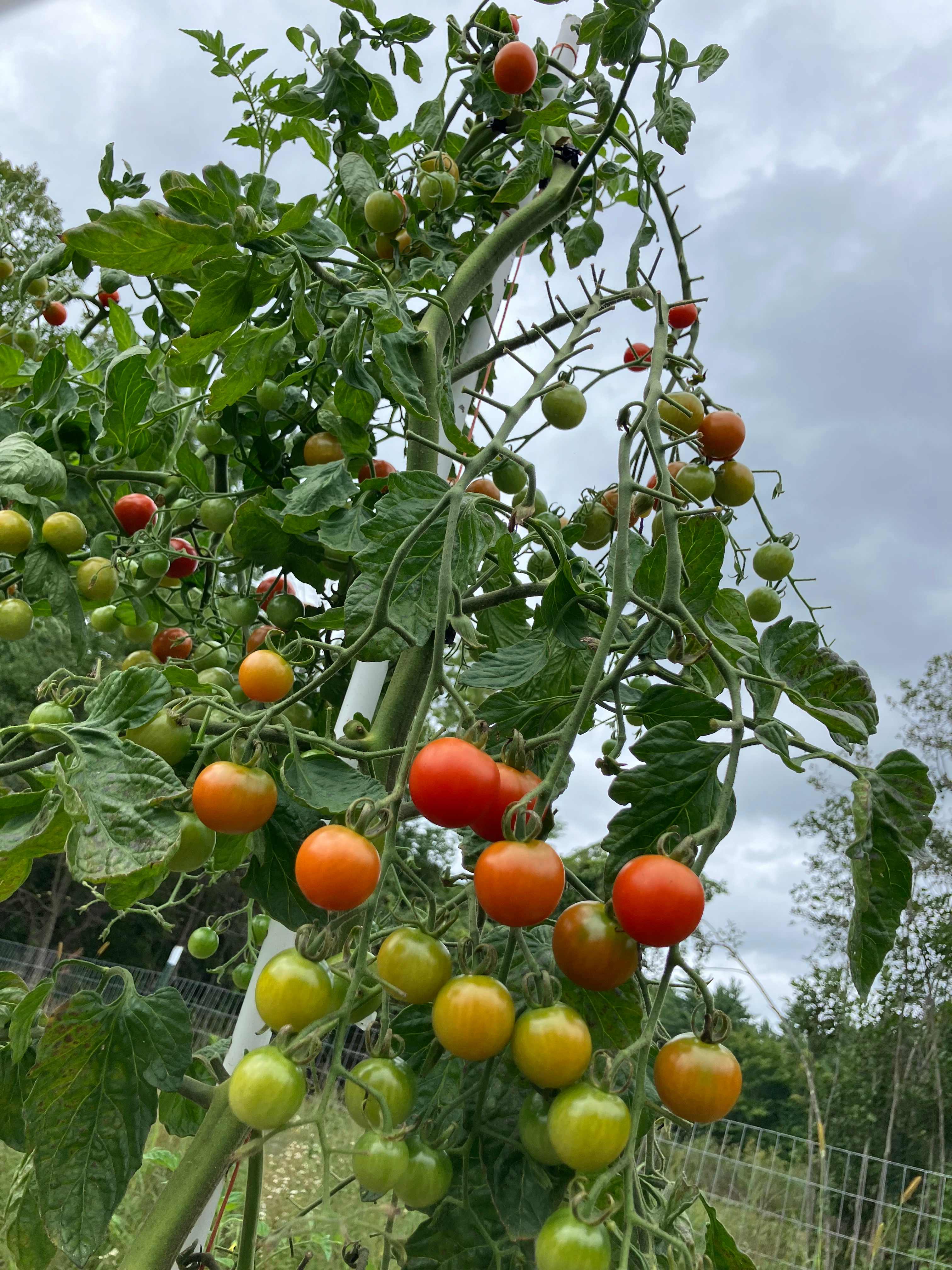 Farmer Joe let me pick some tomatoes to add to my grilled k-bob dinner. Next time I’m having the Farmer Joe pizza experience! (Add on-he has a real deal outdoor pizza patio!)