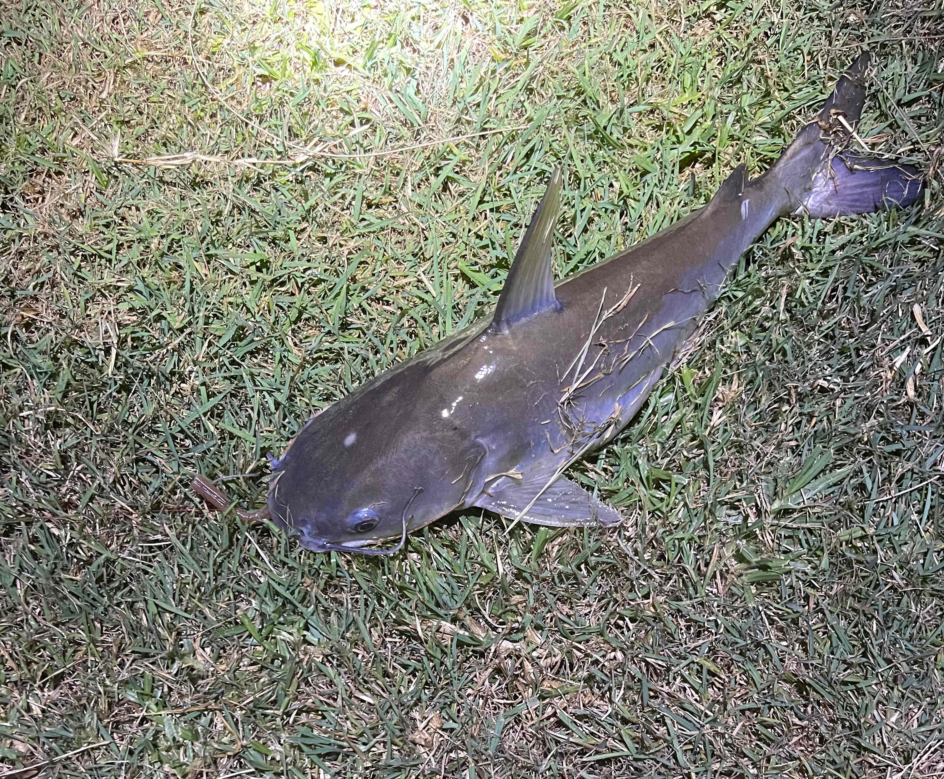 Catfish? 