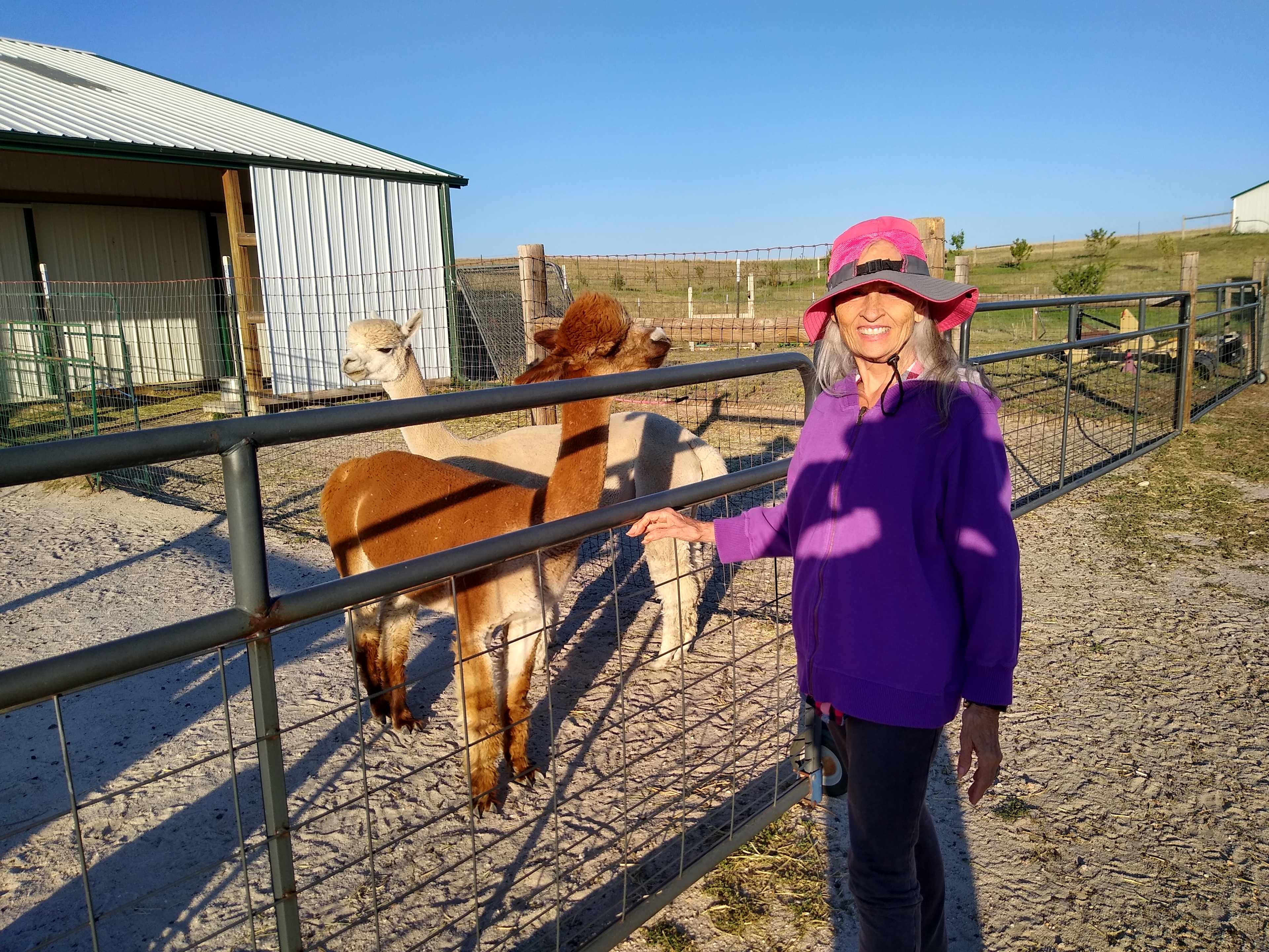 Alpacas
