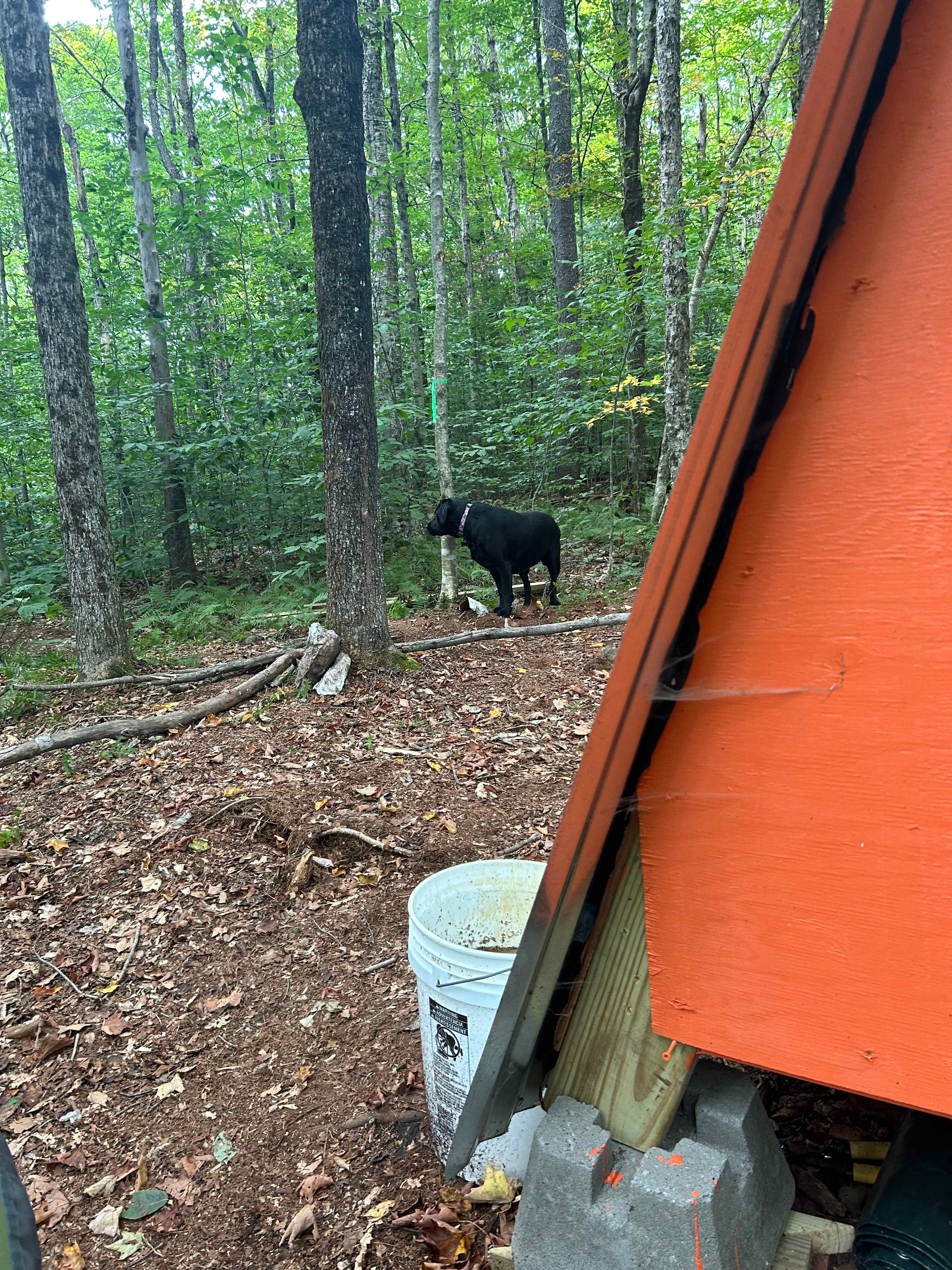 My dog enjoyed exploring the wooded area