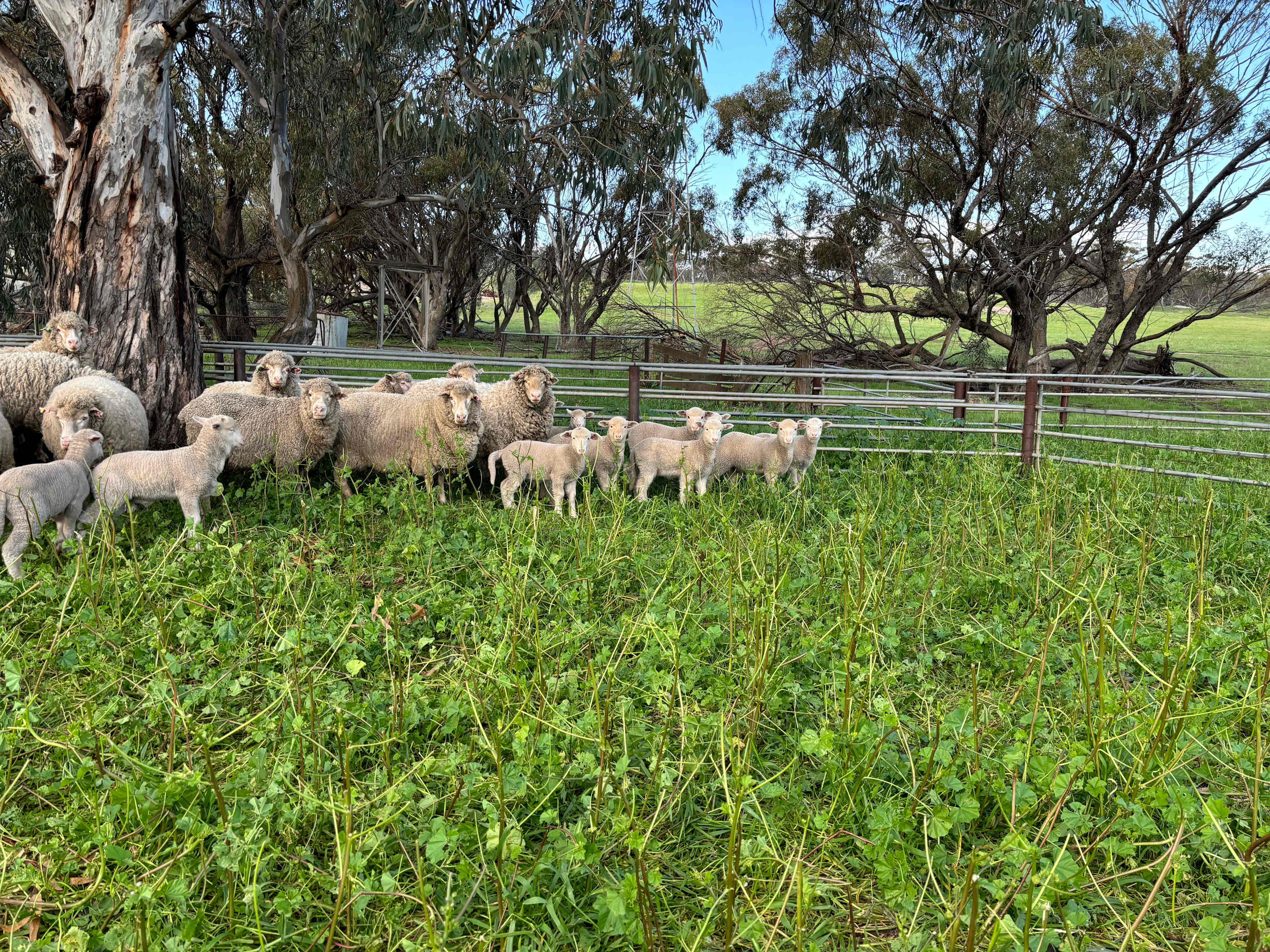 Qualin Farm bush camp