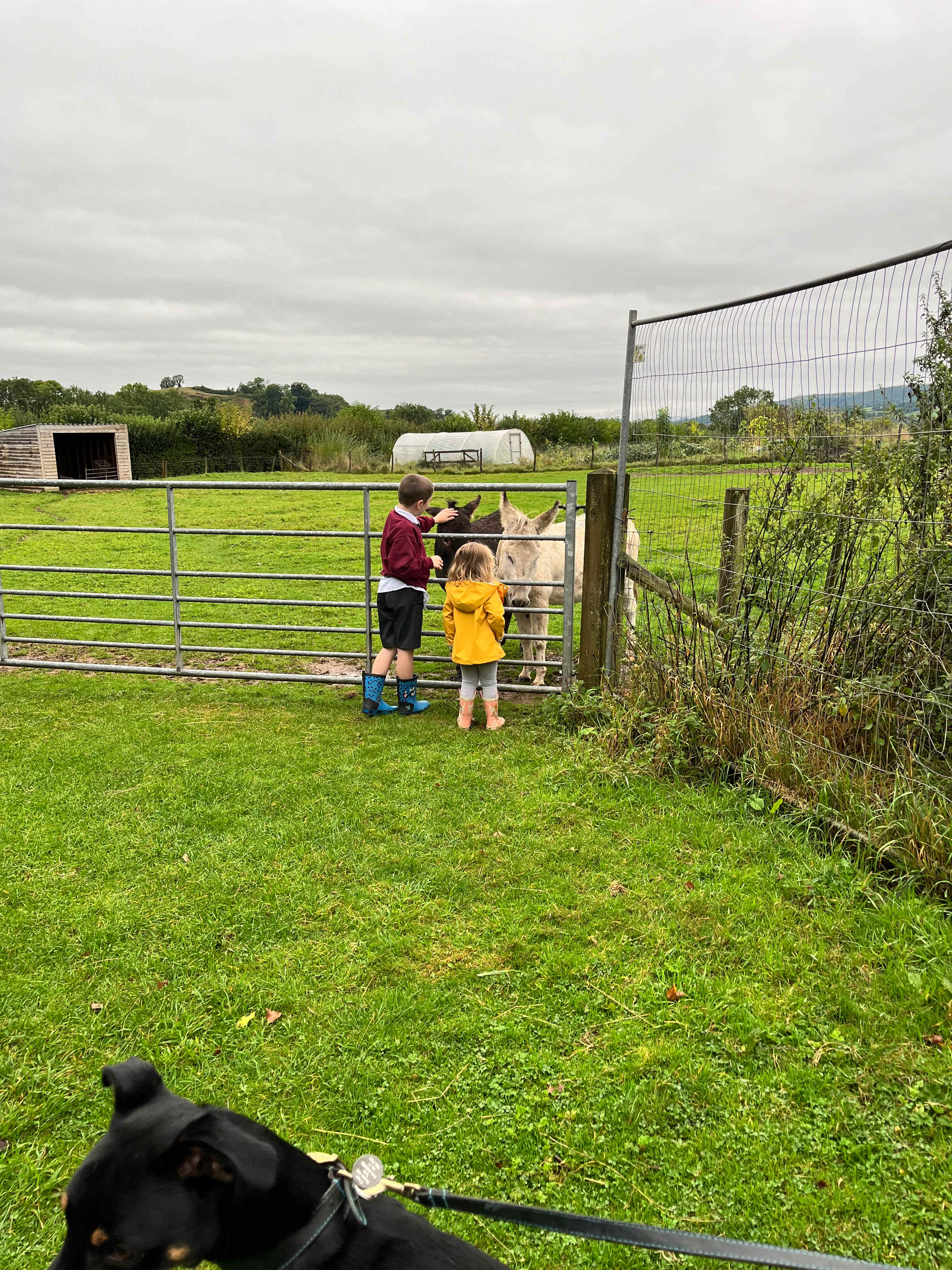 Wookey Farm