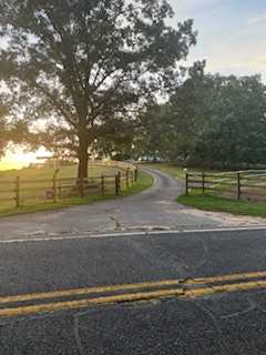 Camping With Mini Cows And More!