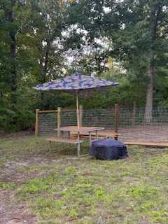 Camping With Mini Cows And More!