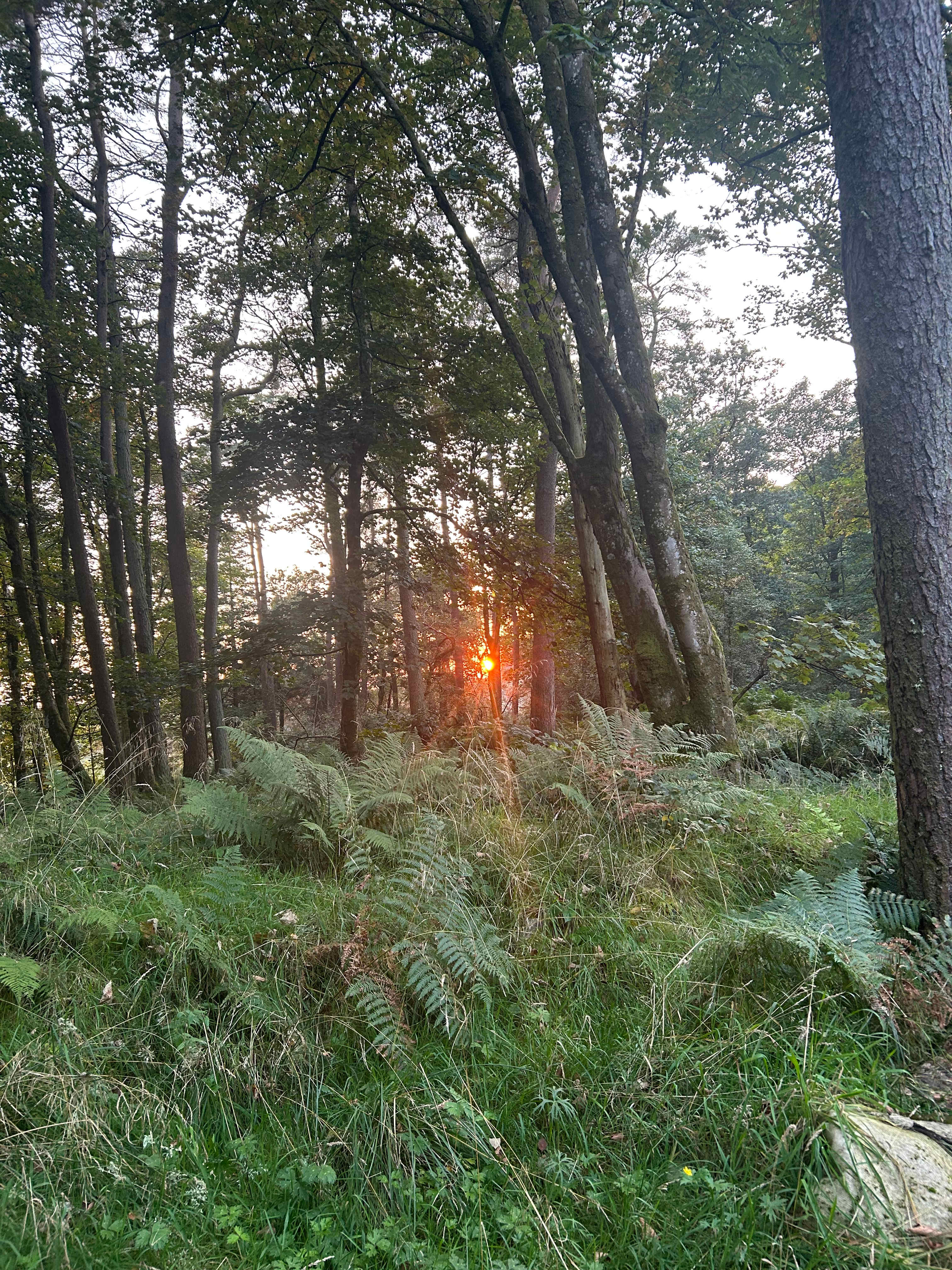 Troquhain Woods