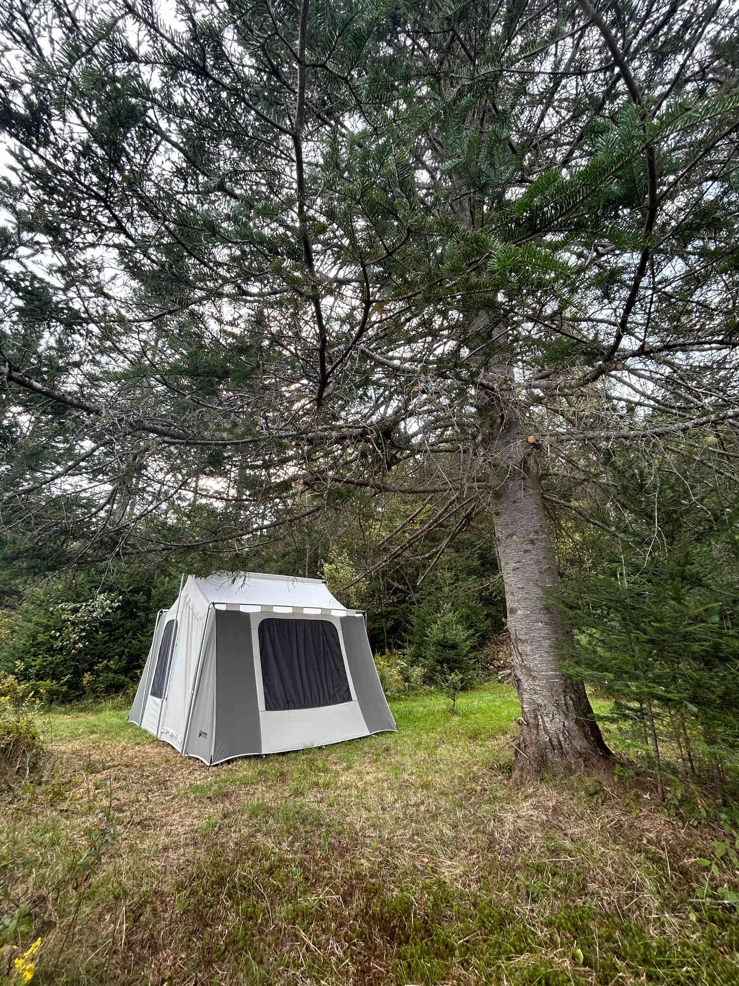 Wandering Pines Camping