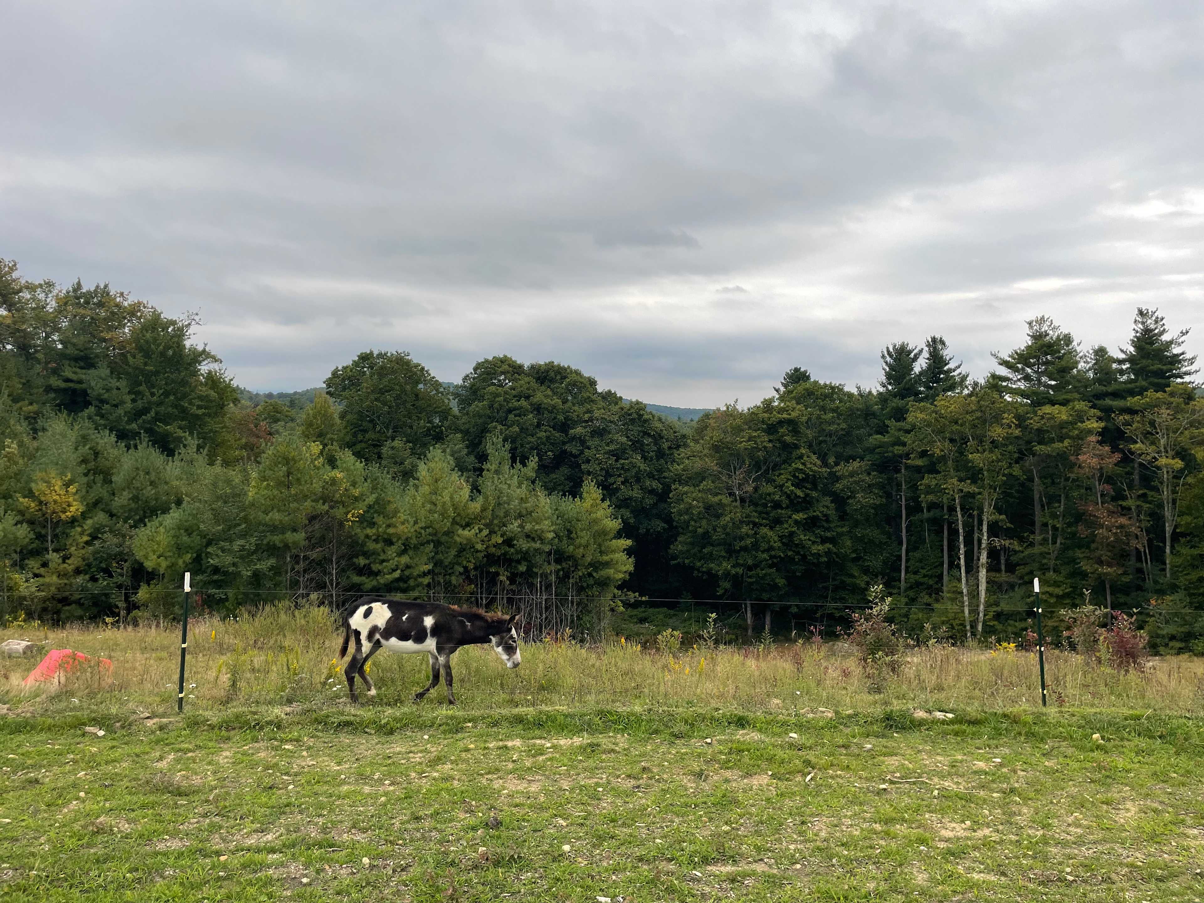 Teague Mountain Farm