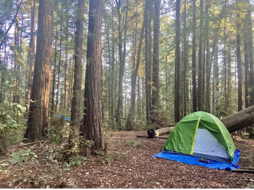 Redwood Grove