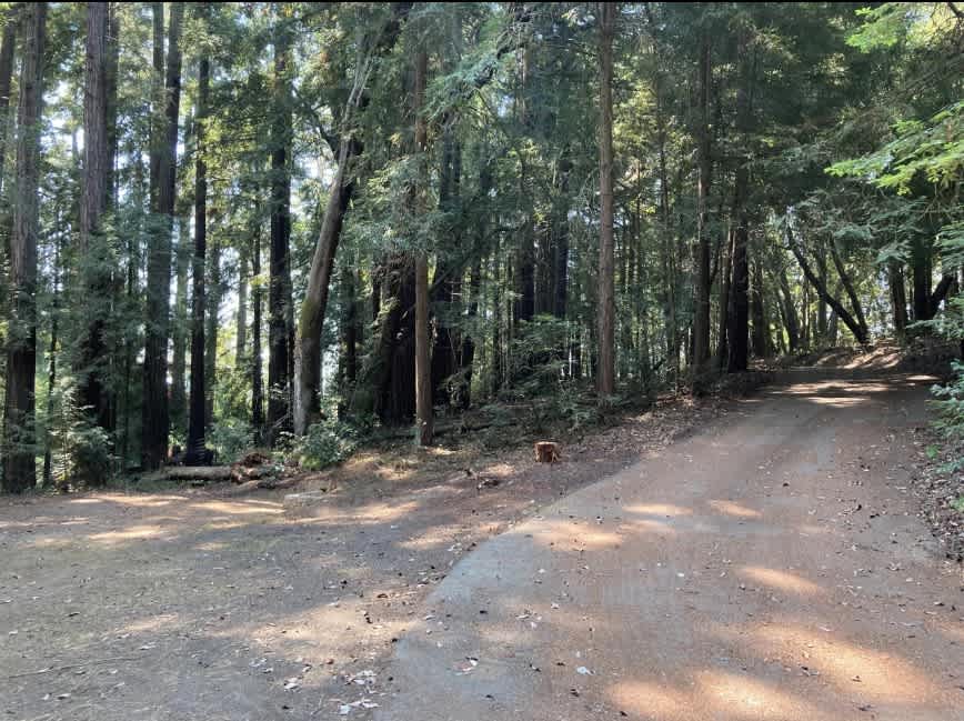 Redwood Grove