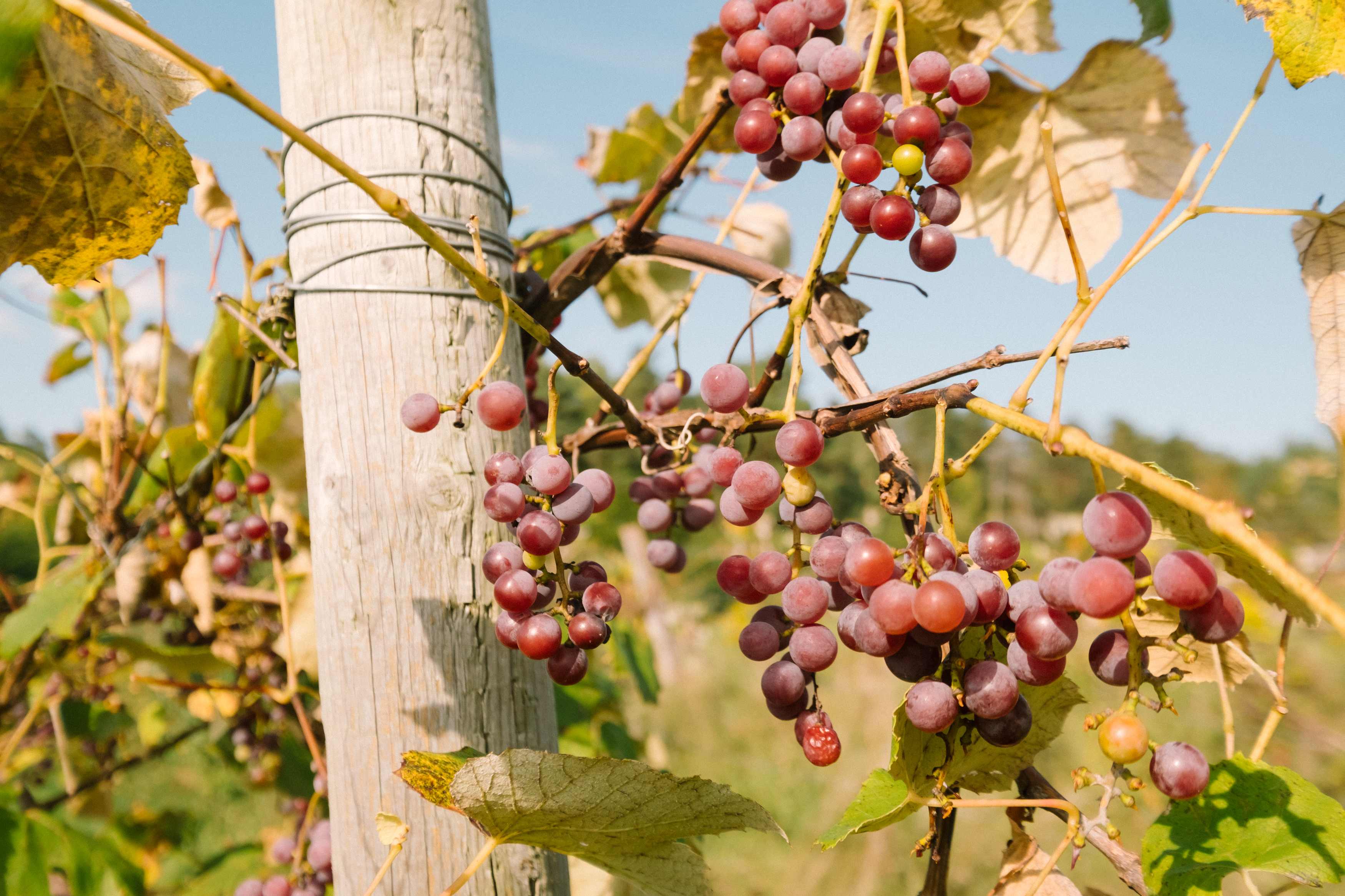 Grapes ripening on the vines.