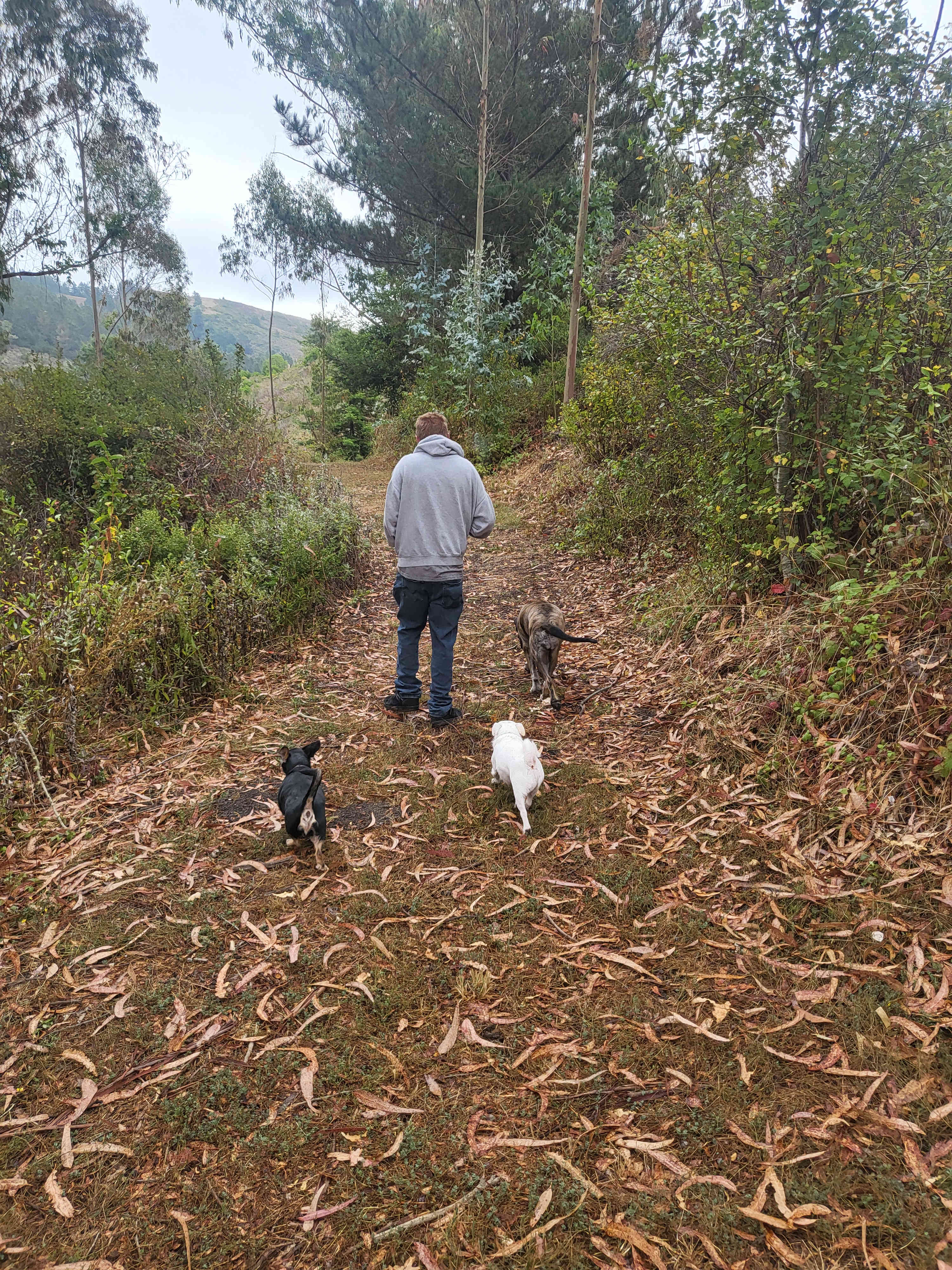 Lobitos Creek