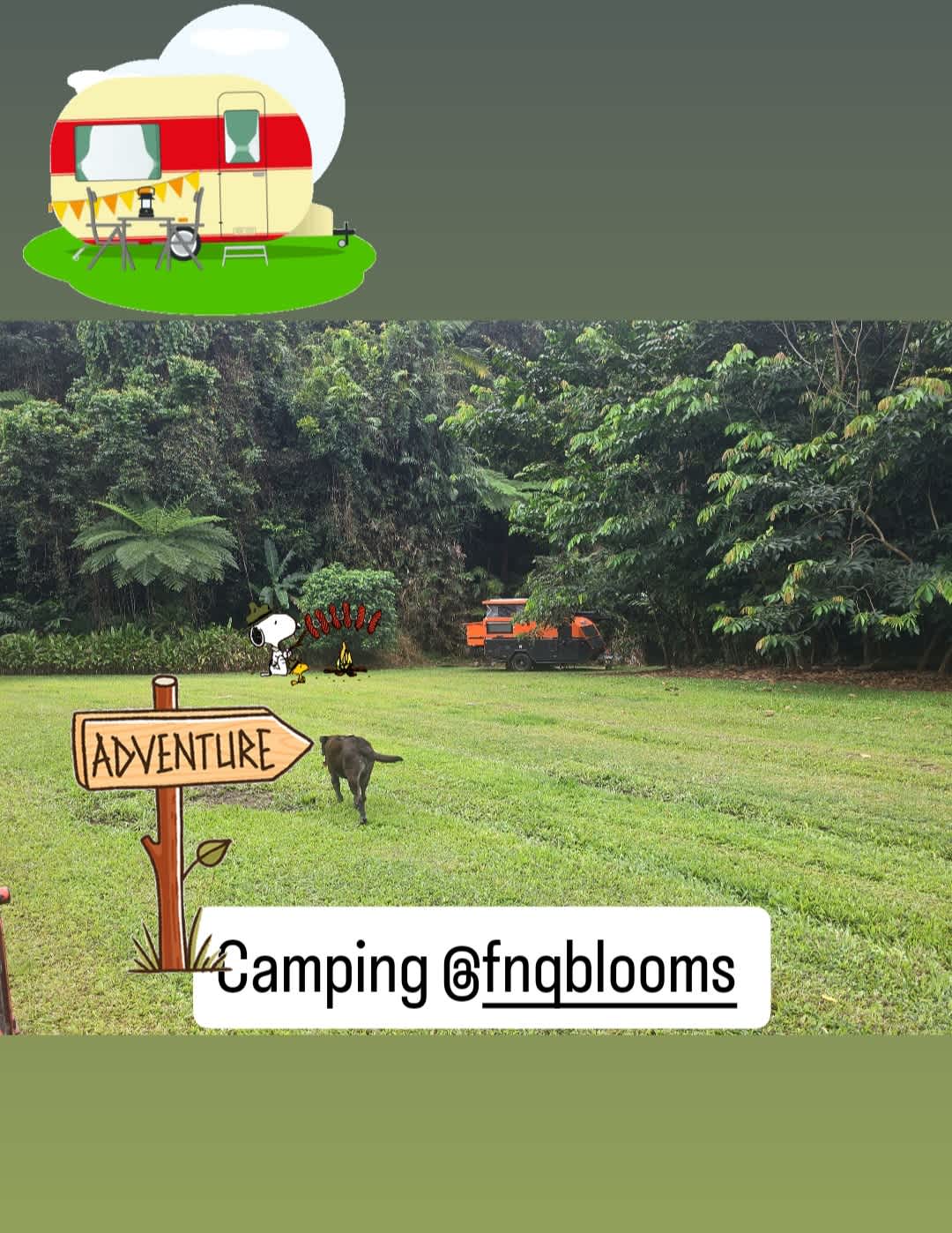 Fnq blooms