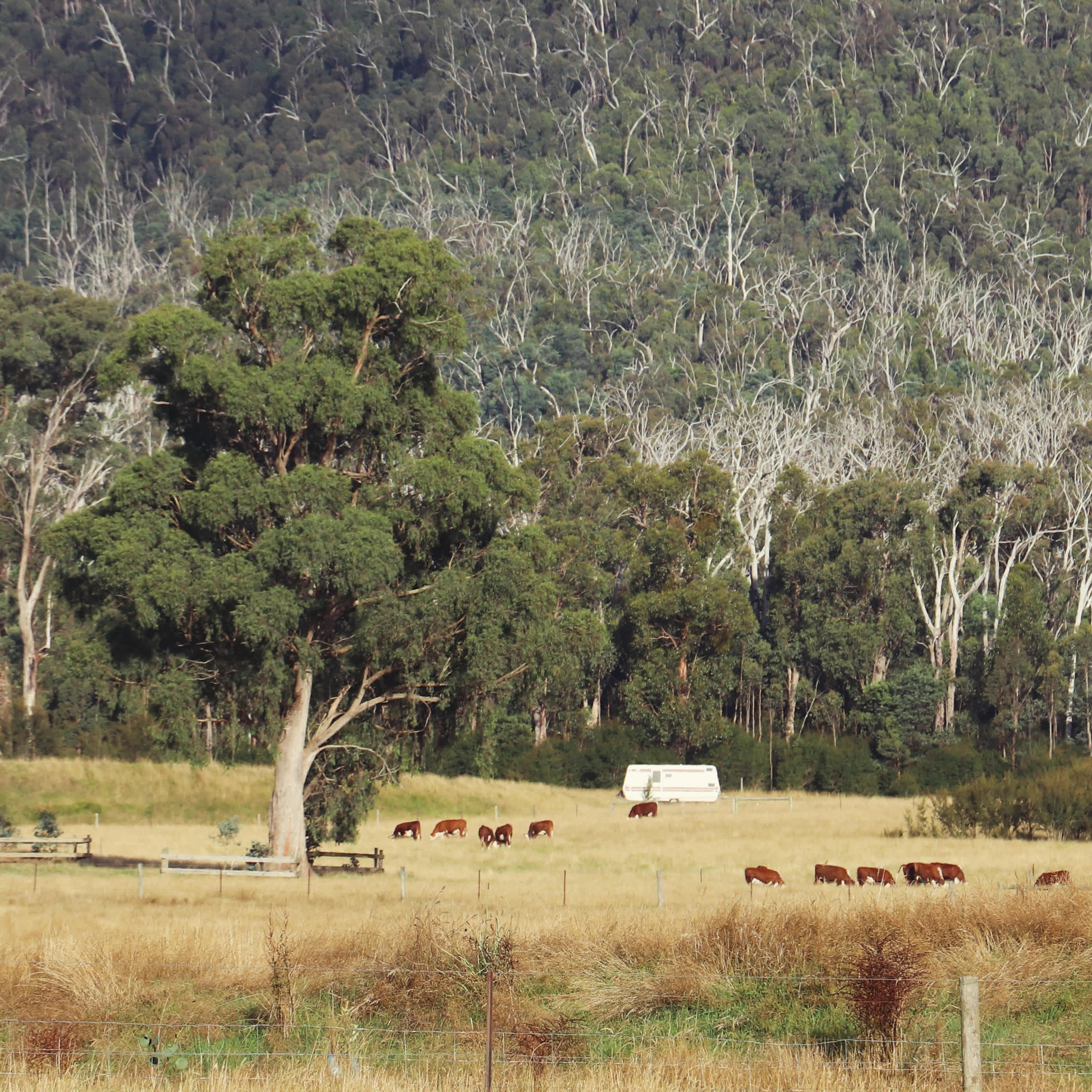Mt Sugarloaf Farm