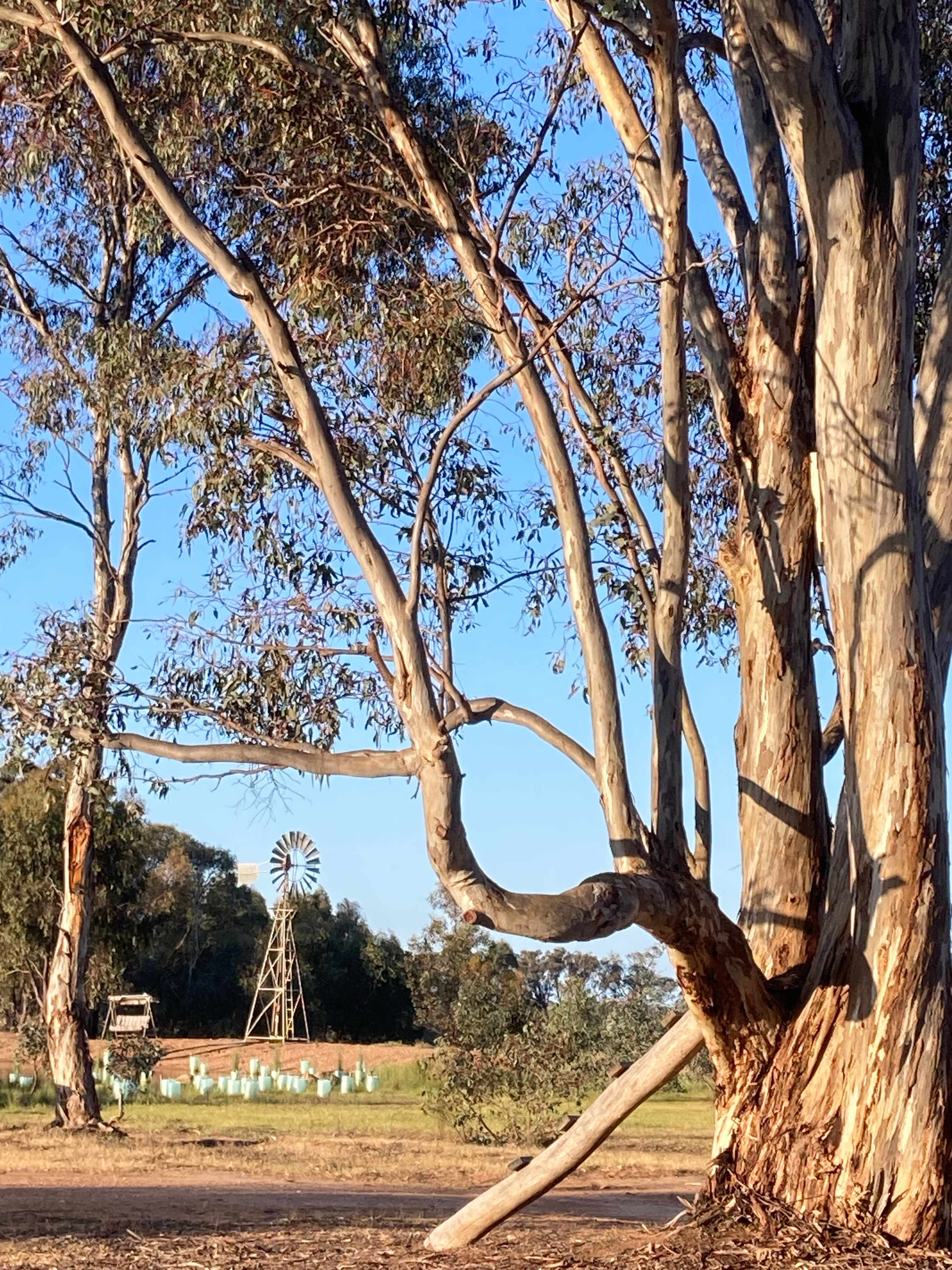 A Place We Call Home