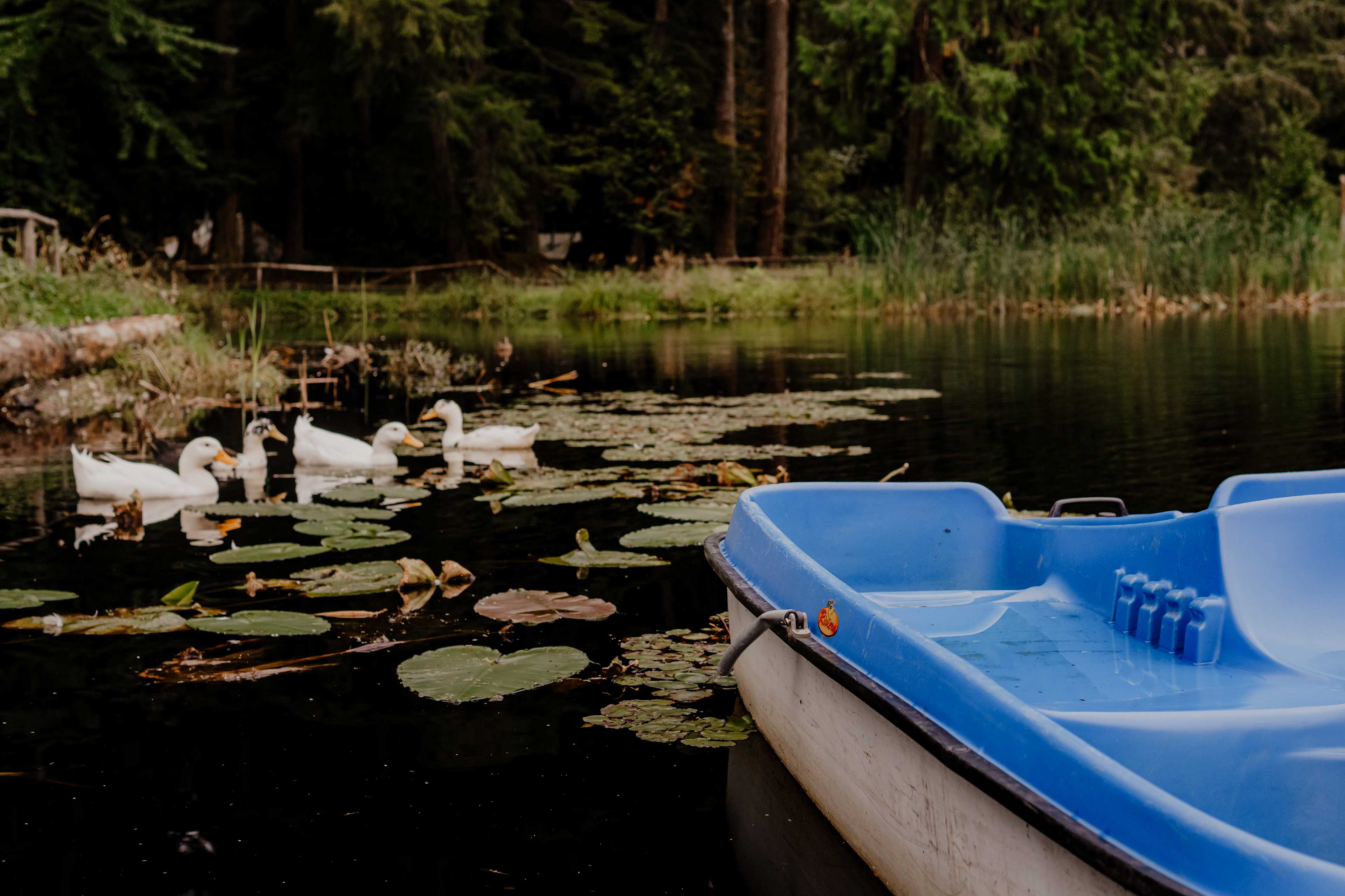 Spend the day on their pedal boat, enjoying the resident ducks!