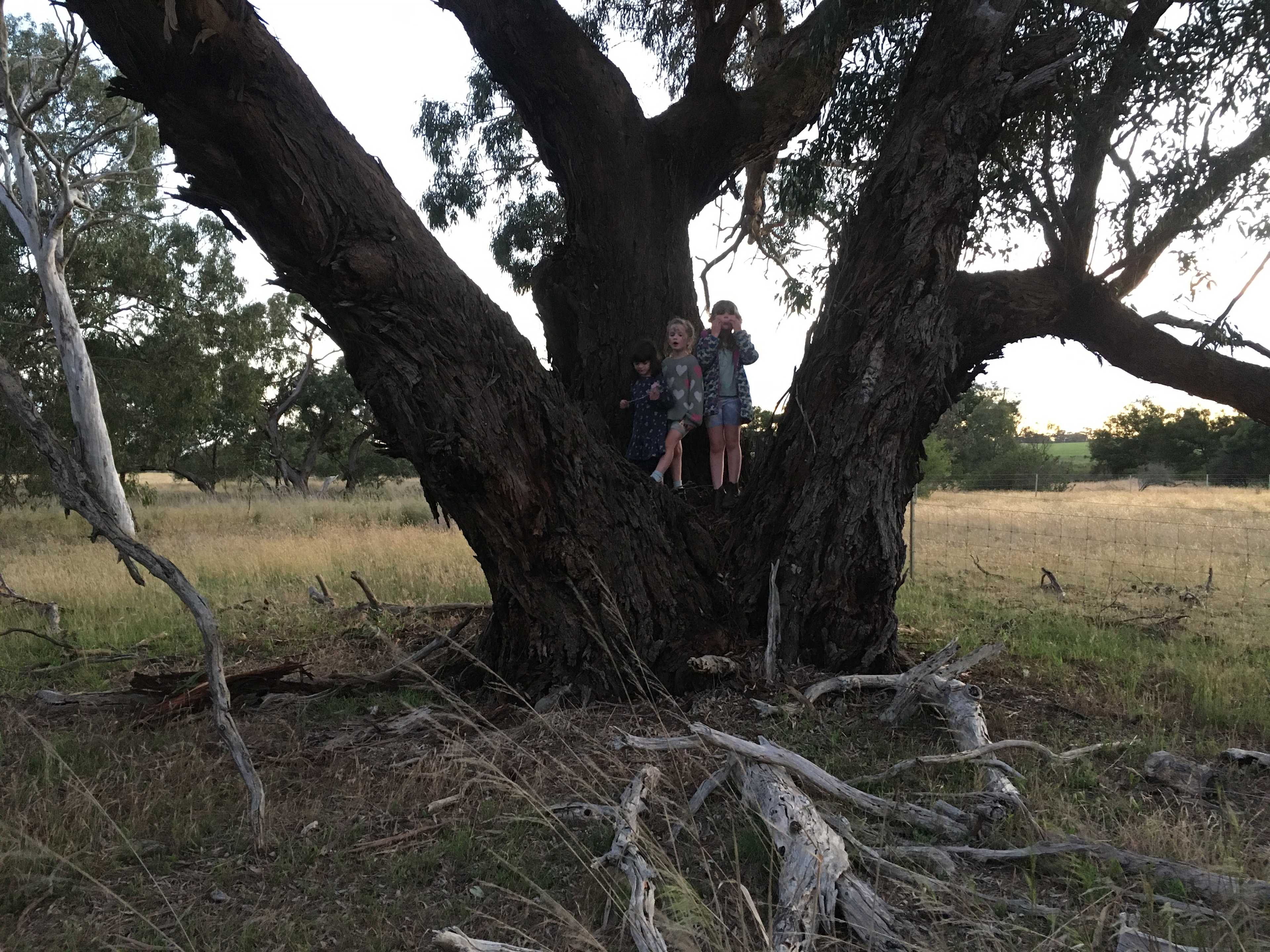 Tea Tree Creek  Bush Camp