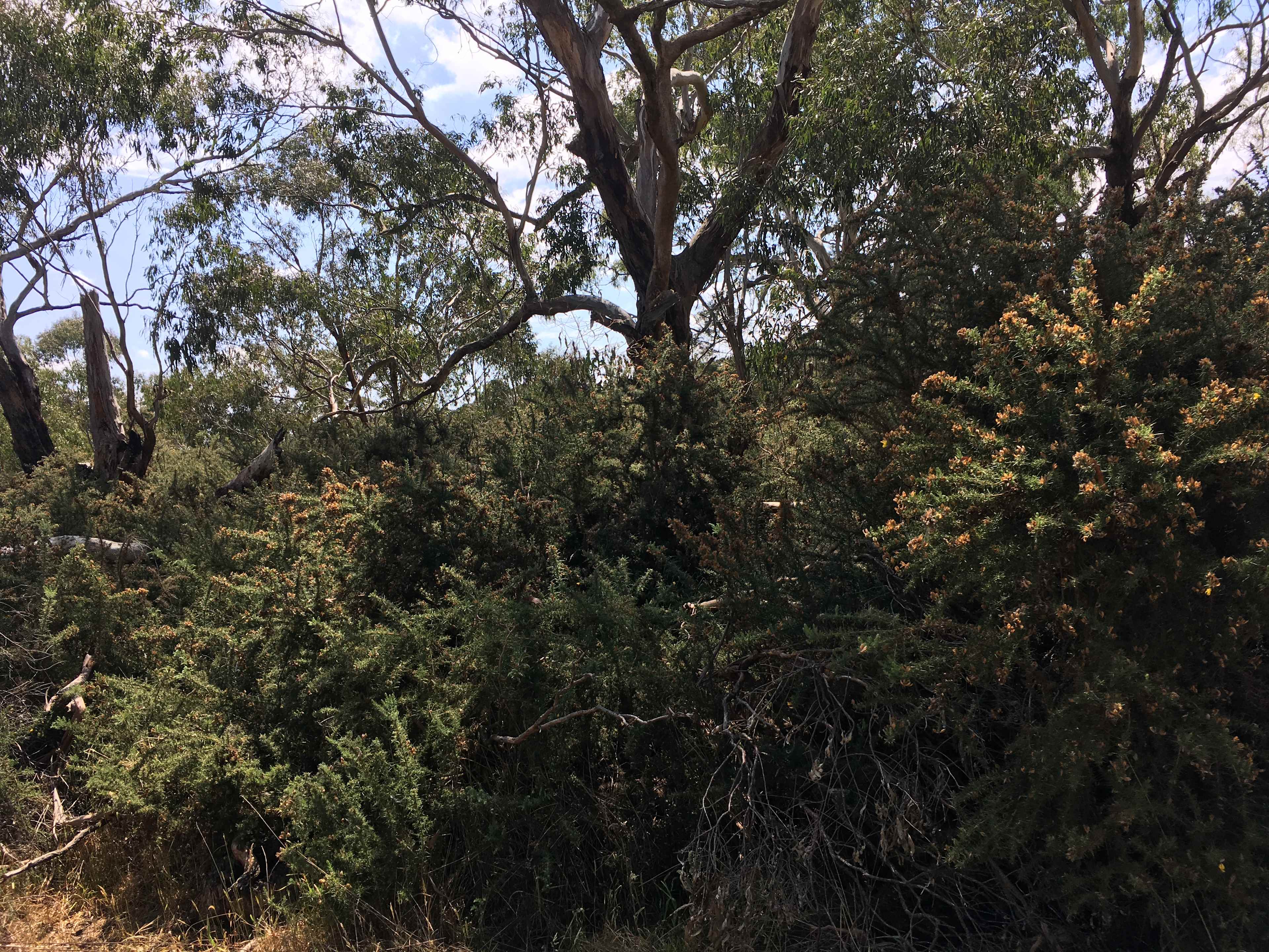 Tea Tree Creek  Bush Camp