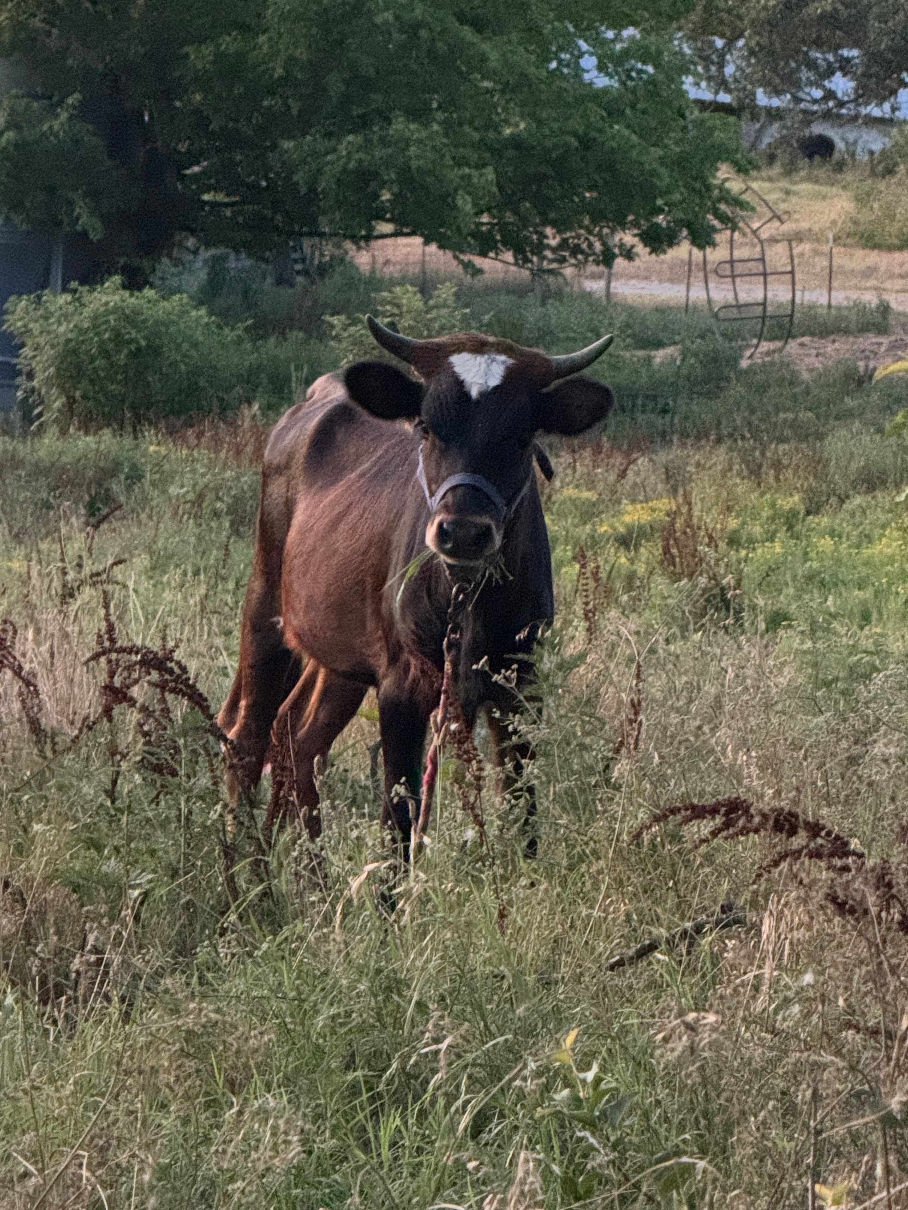 Ferguson Farms