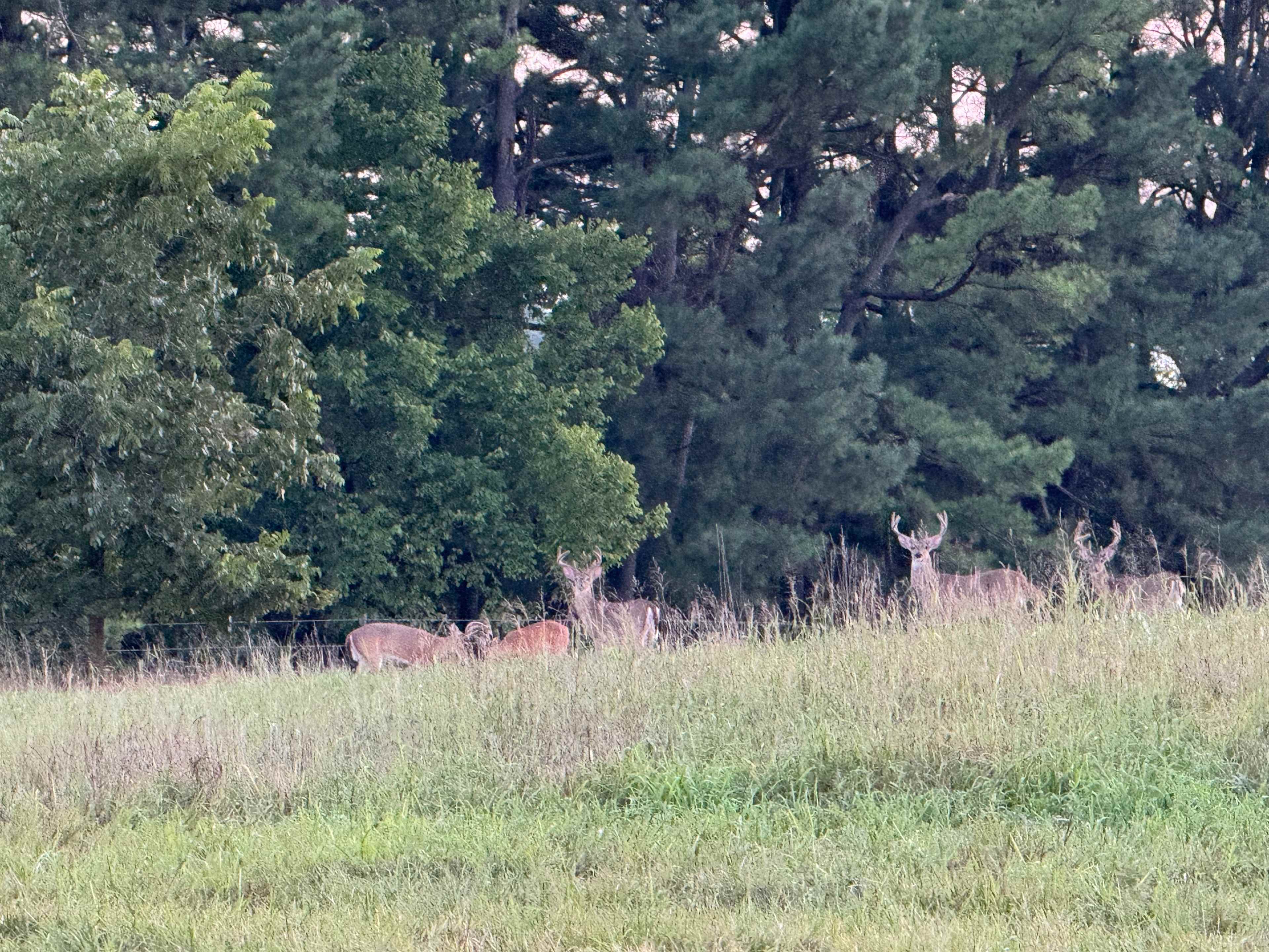 Ferguson Farms