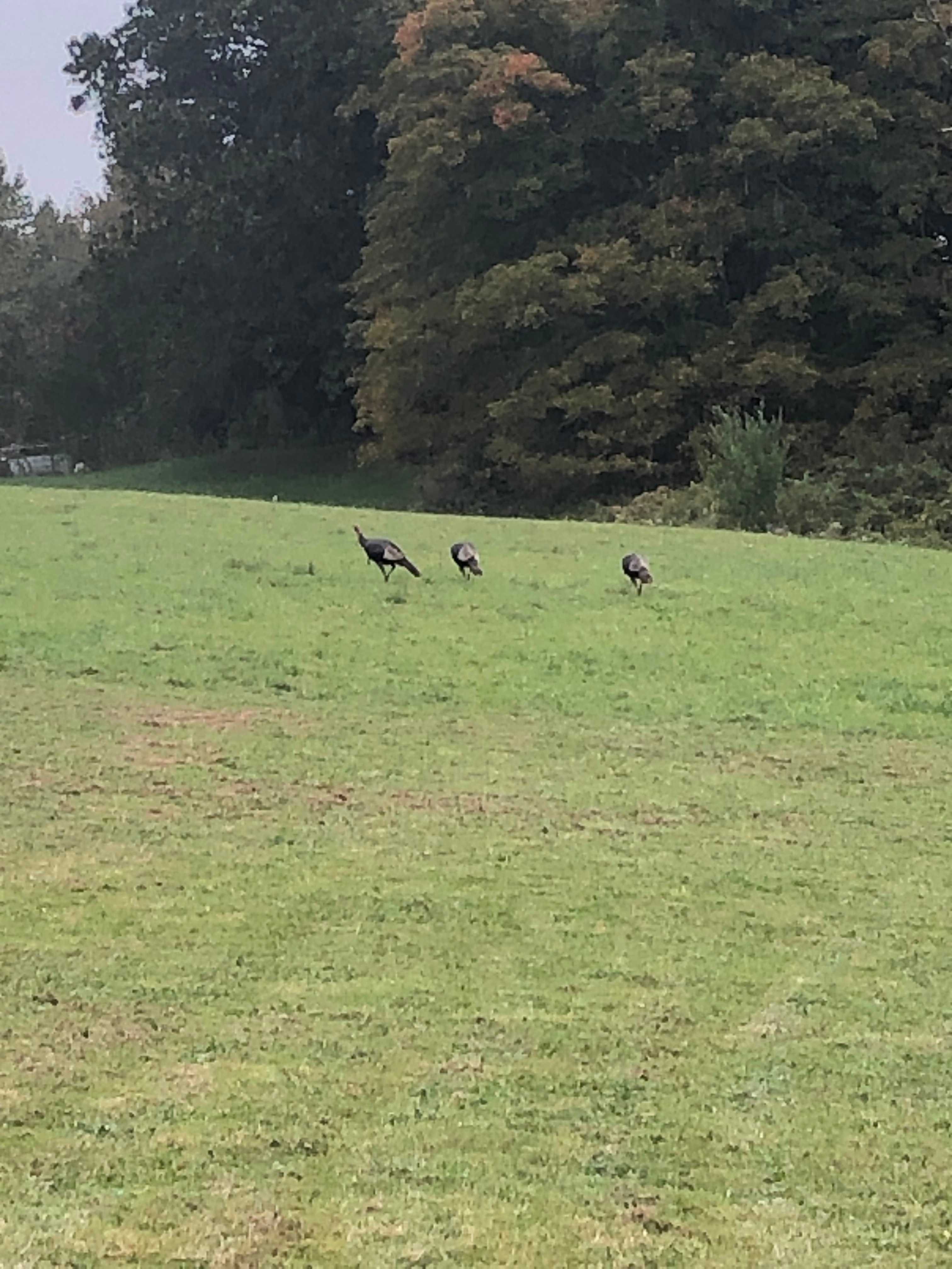 Turkey stroll