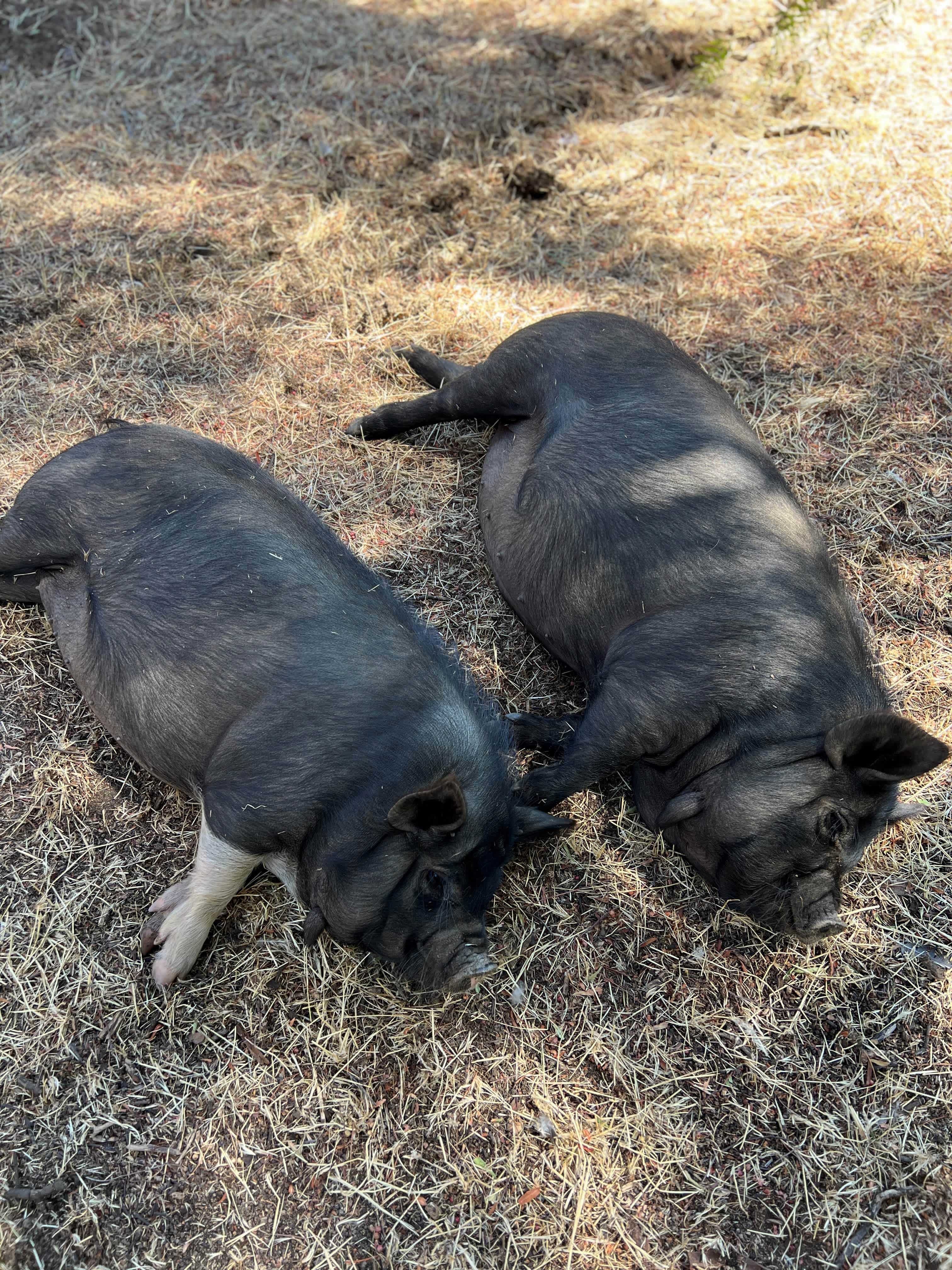 Foxwell Farms