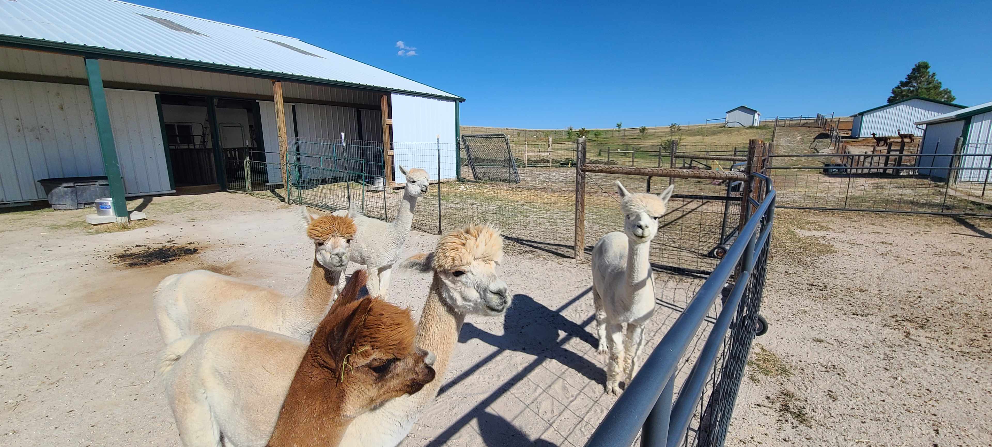 Female alpacas