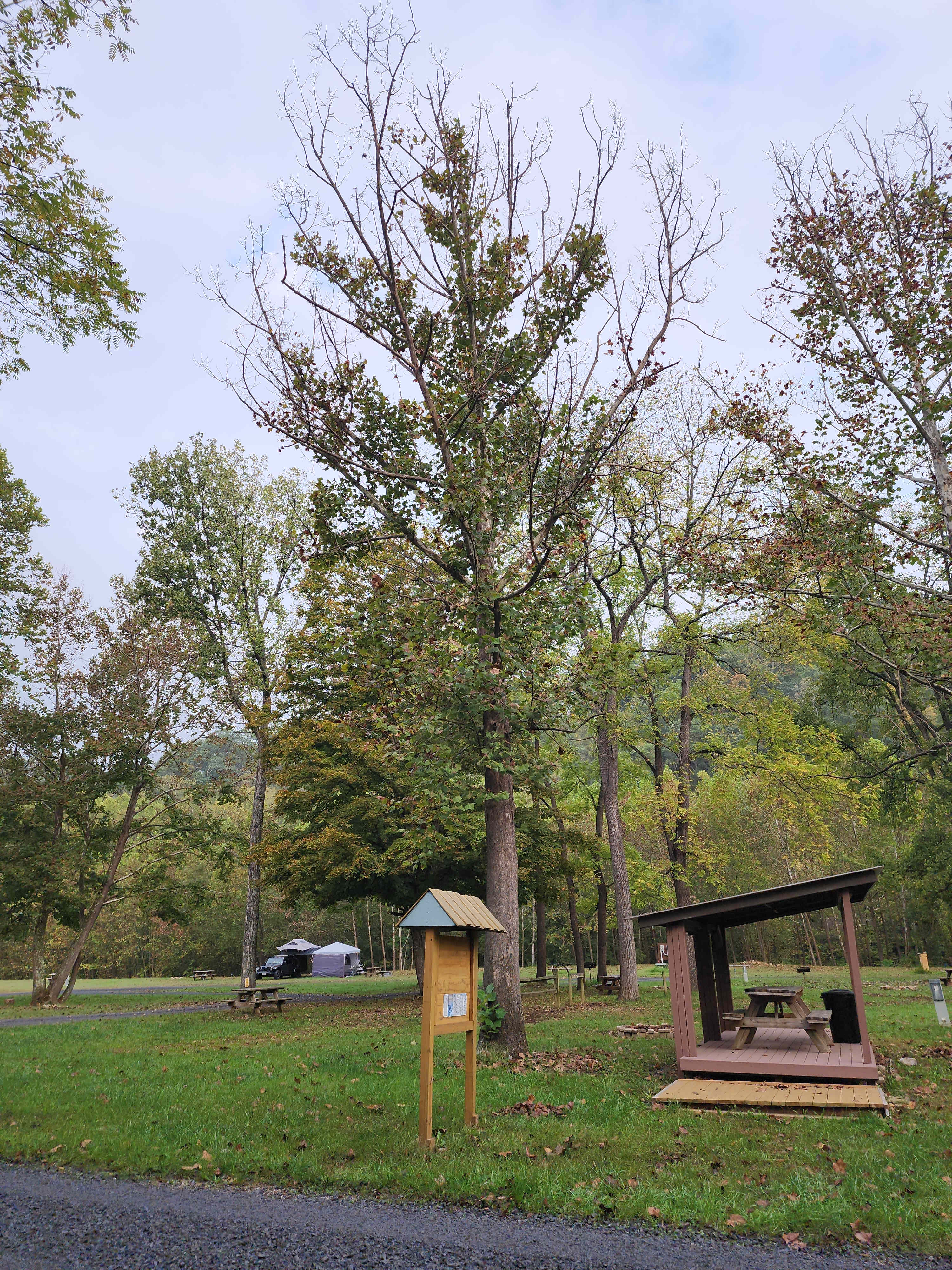Swedish Lilac Campground & Events