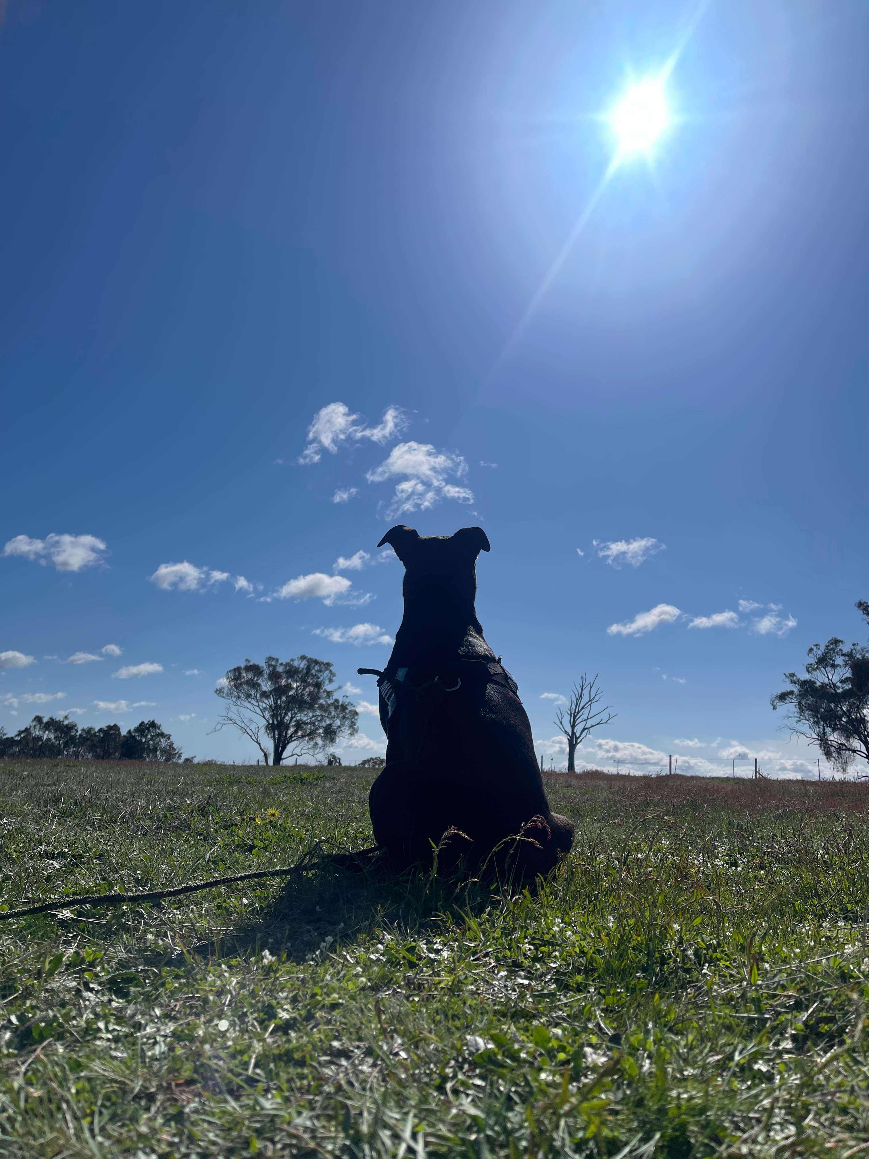 Burranuk Farm, Bathurst, NSW.