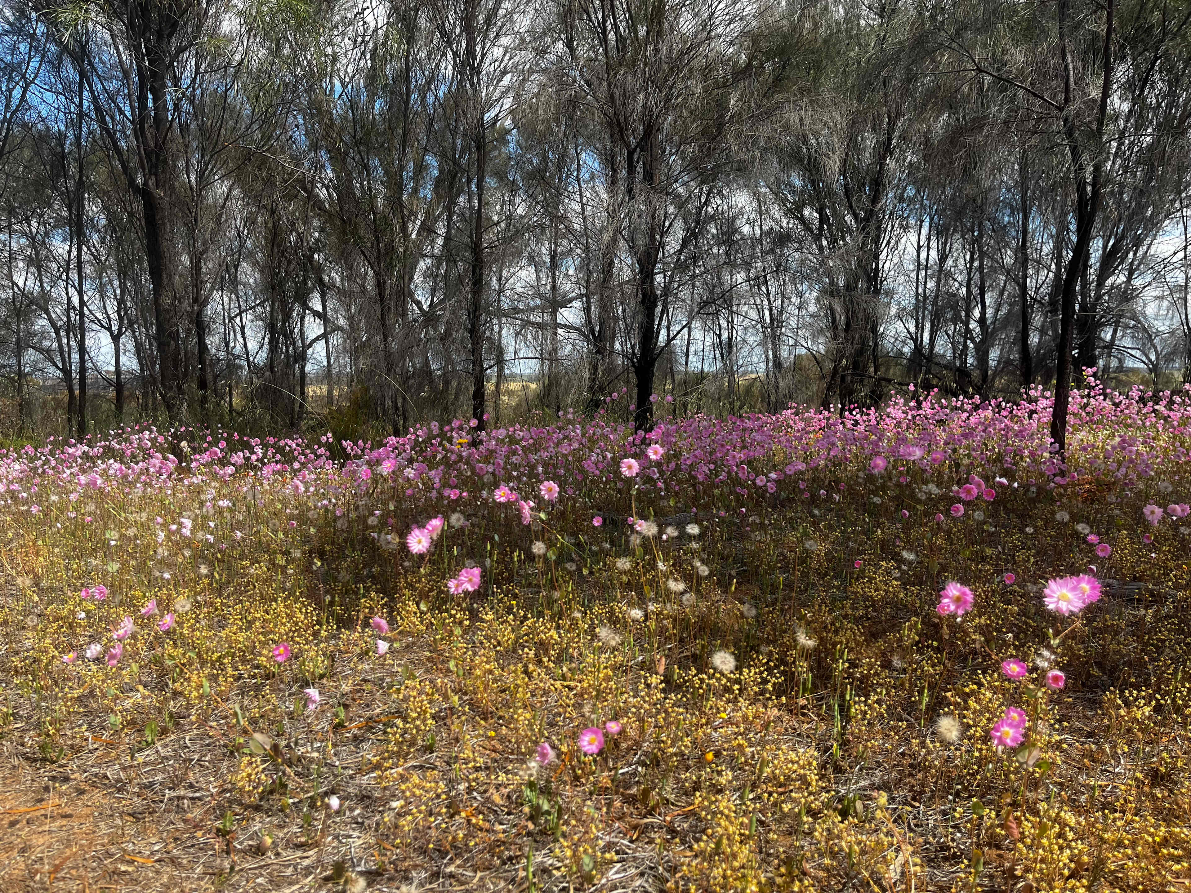 Qualin Farm bush camp