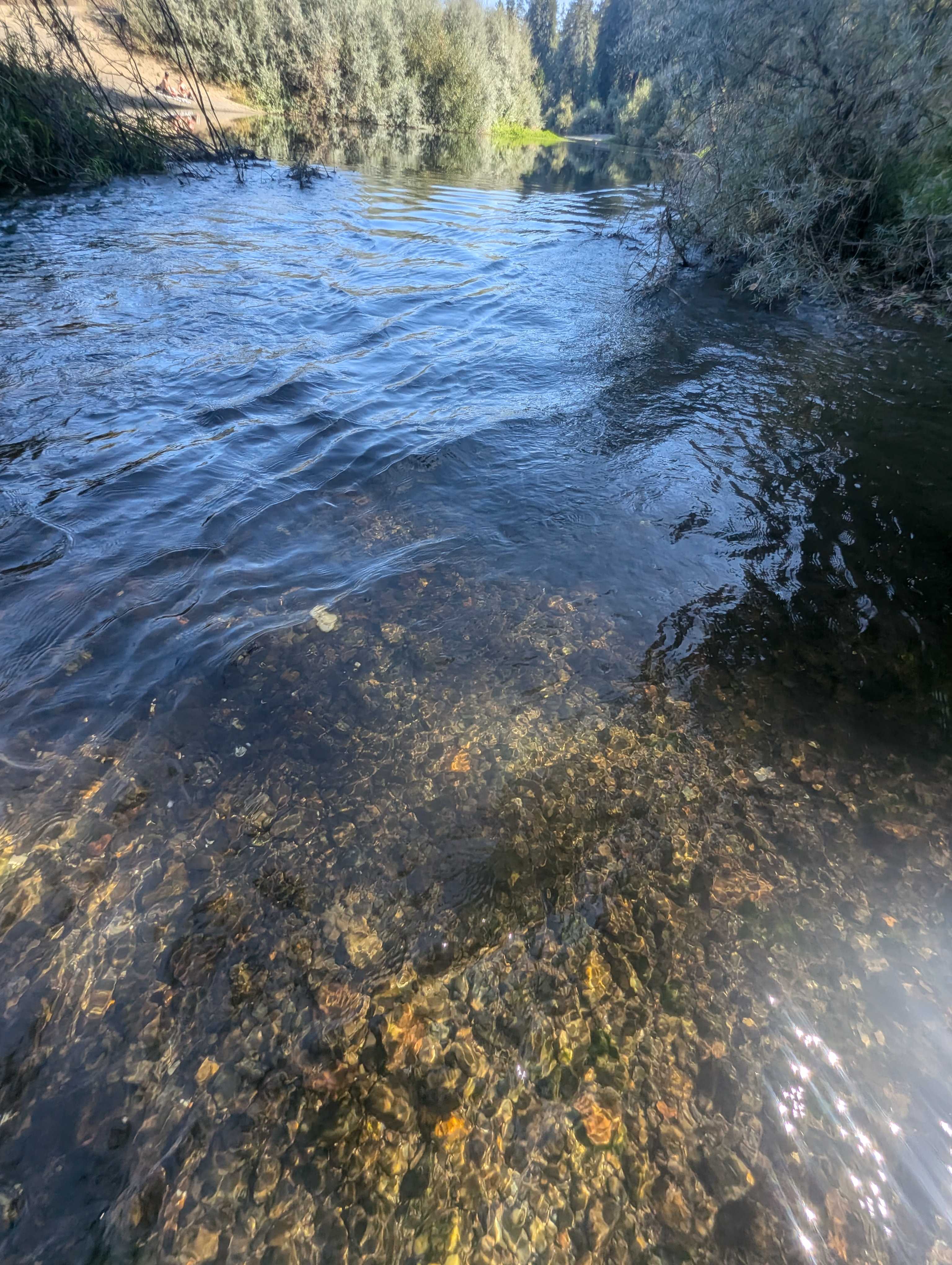 The Mojo River Spot in the redwoods