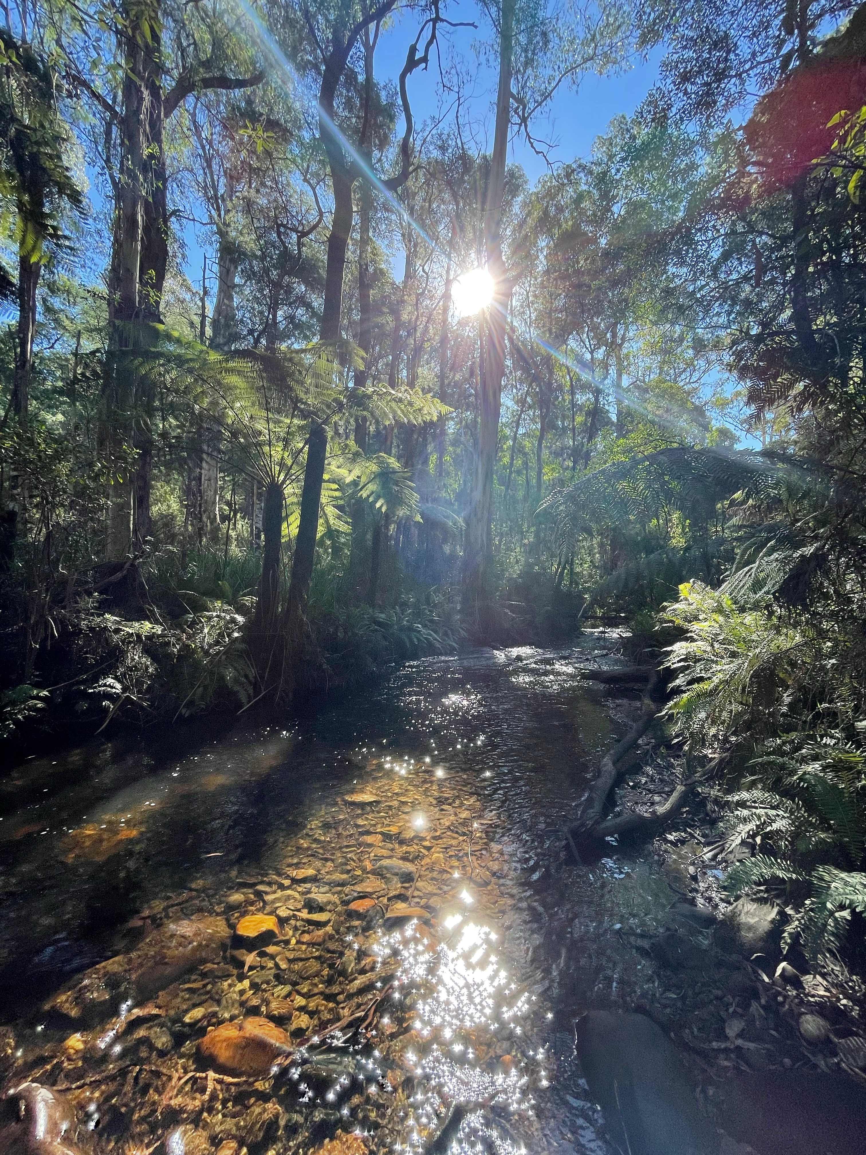 Tranquil Forest River Campsites