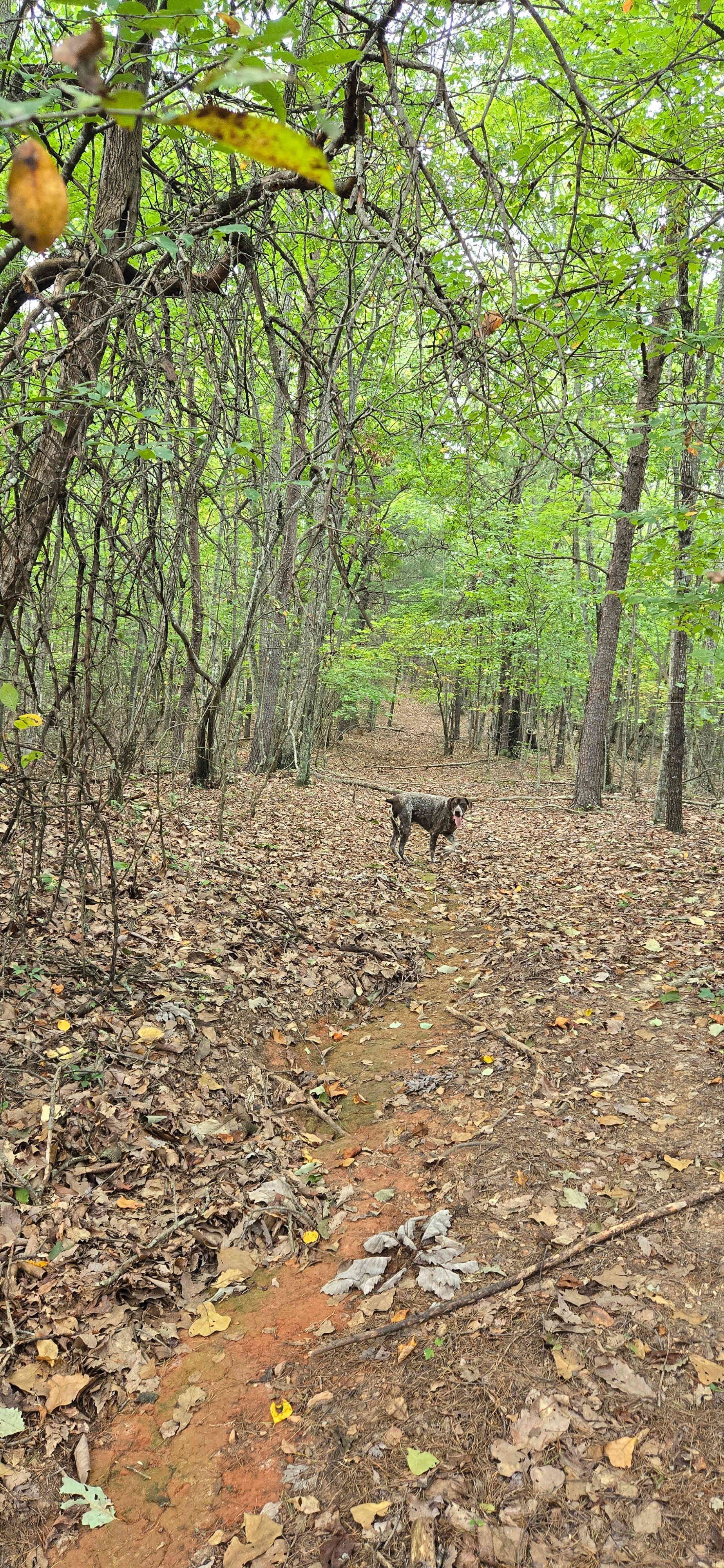 Take a Hike on a Wild side! Camping