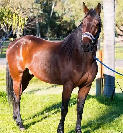 Everything Horses Ltd