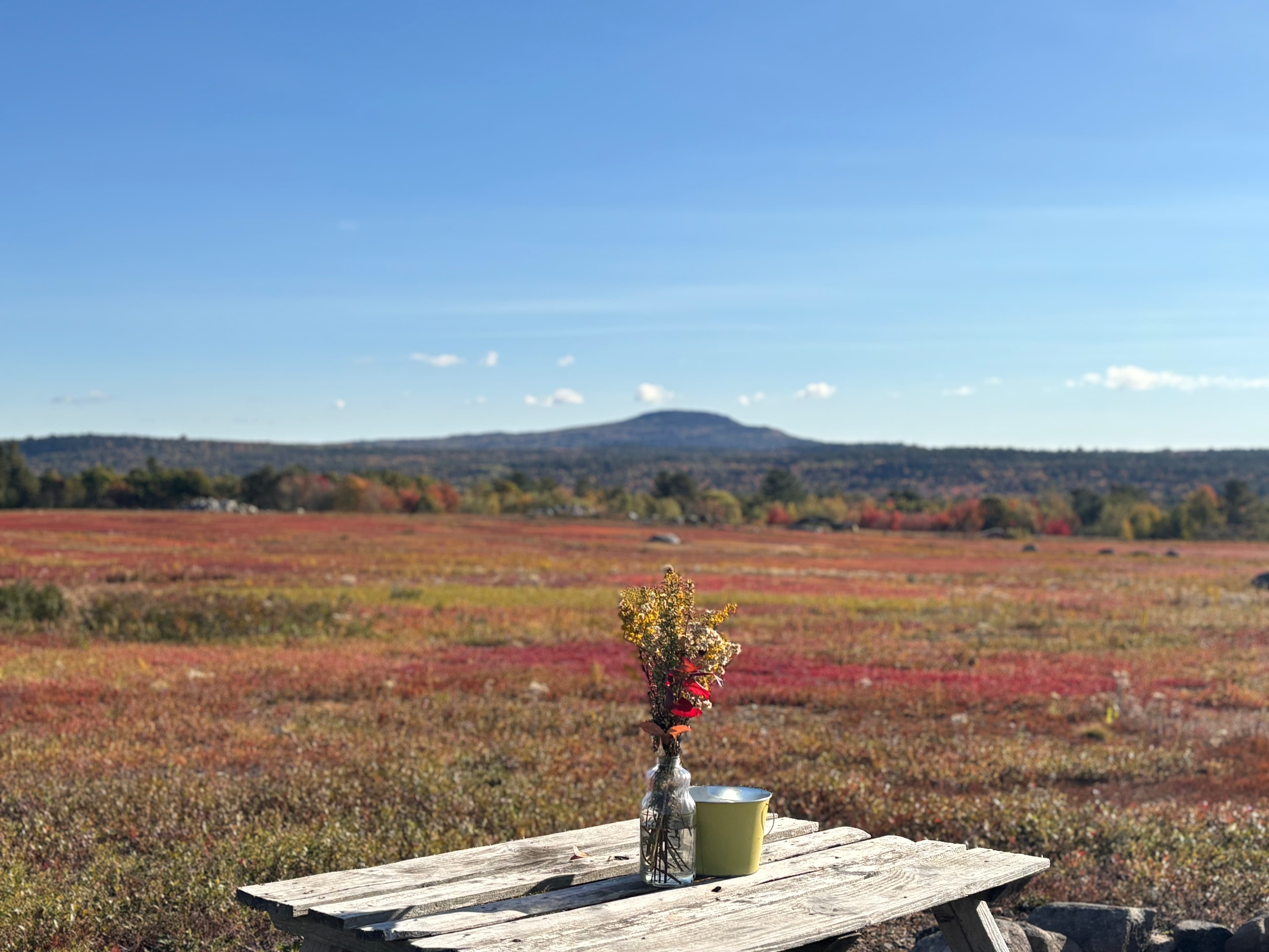 Maine Wild Blueberry Bliss