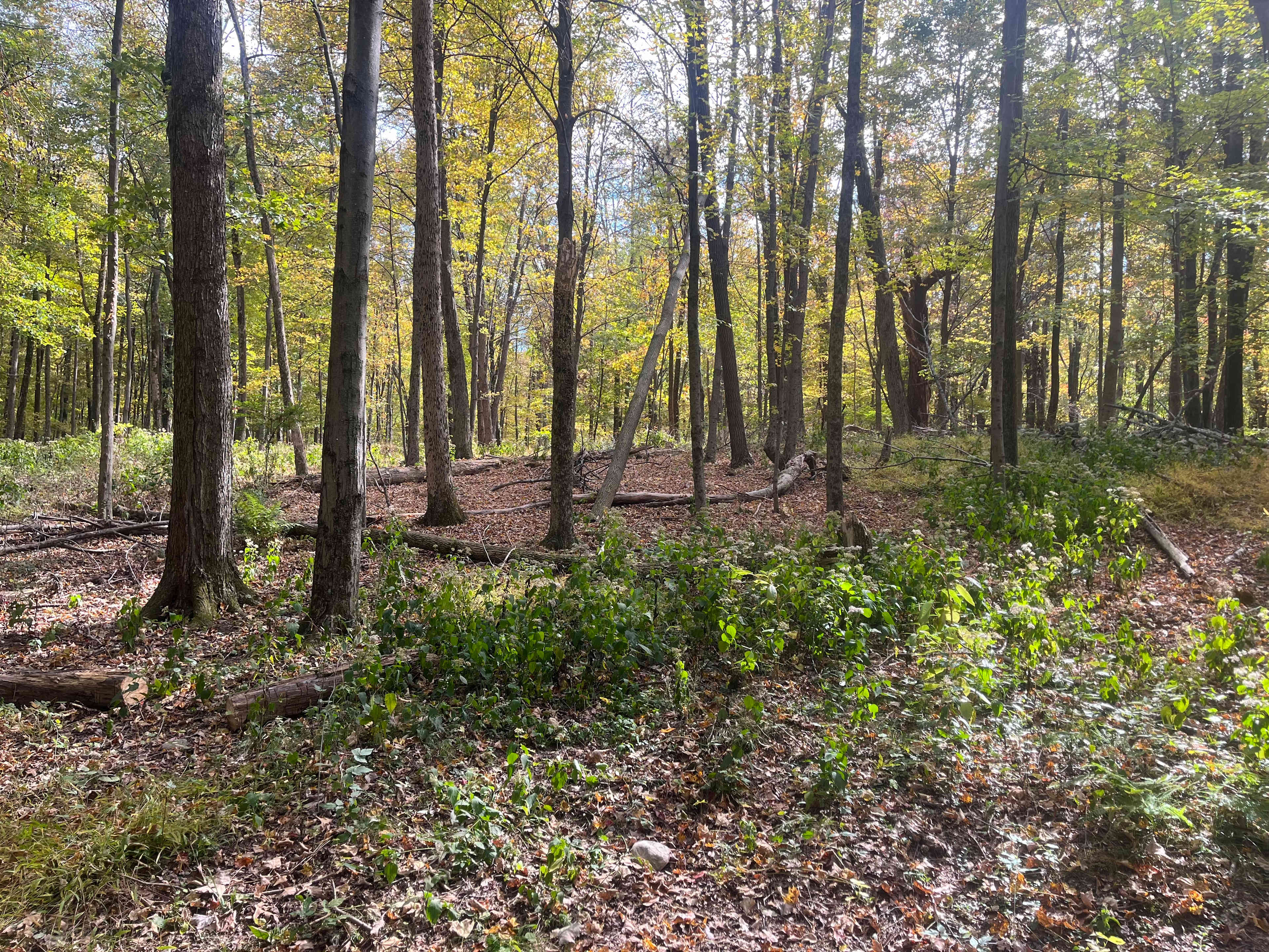 Bear Beaver Farms