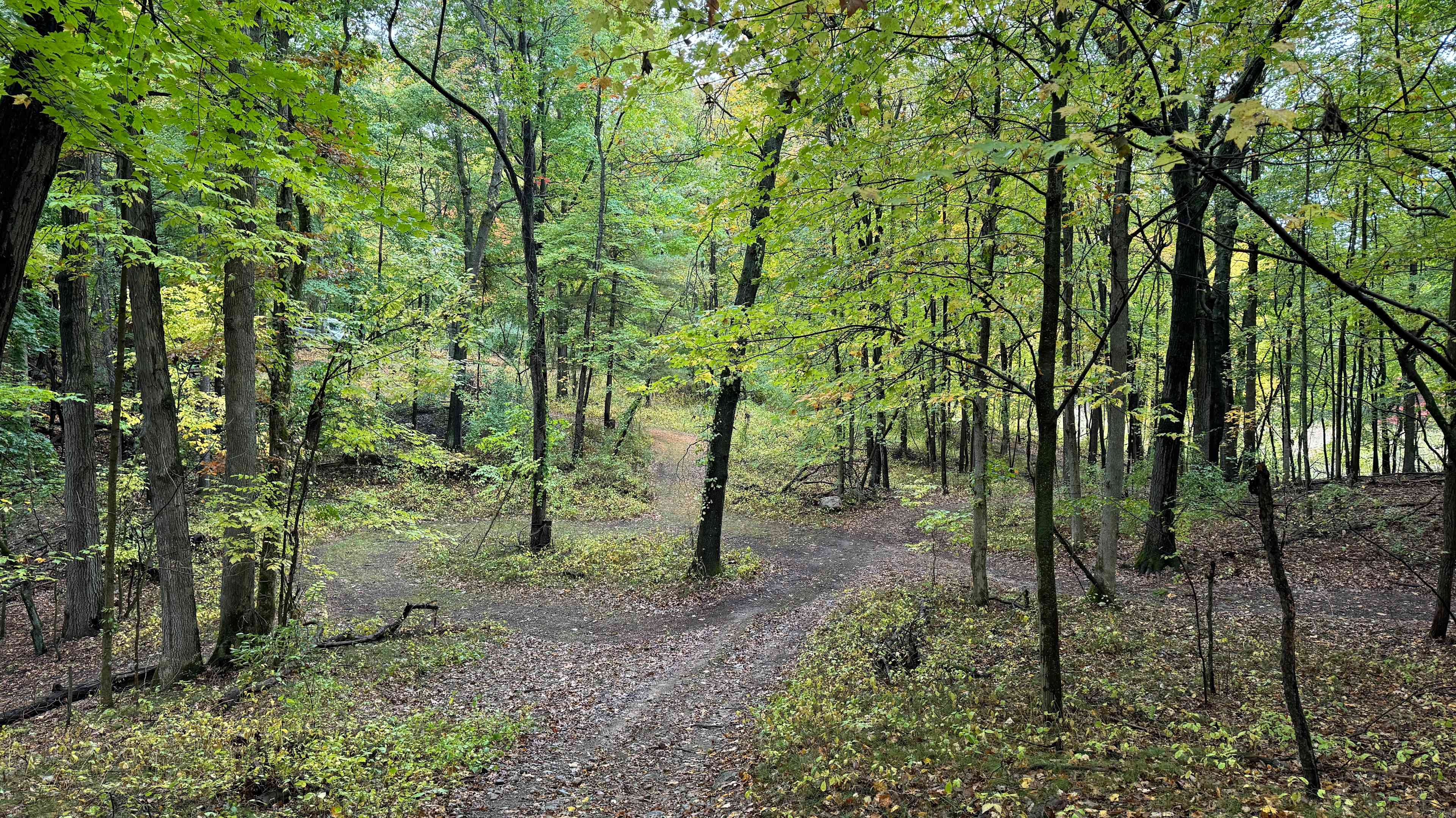 Mulligan's Valley in the Woods