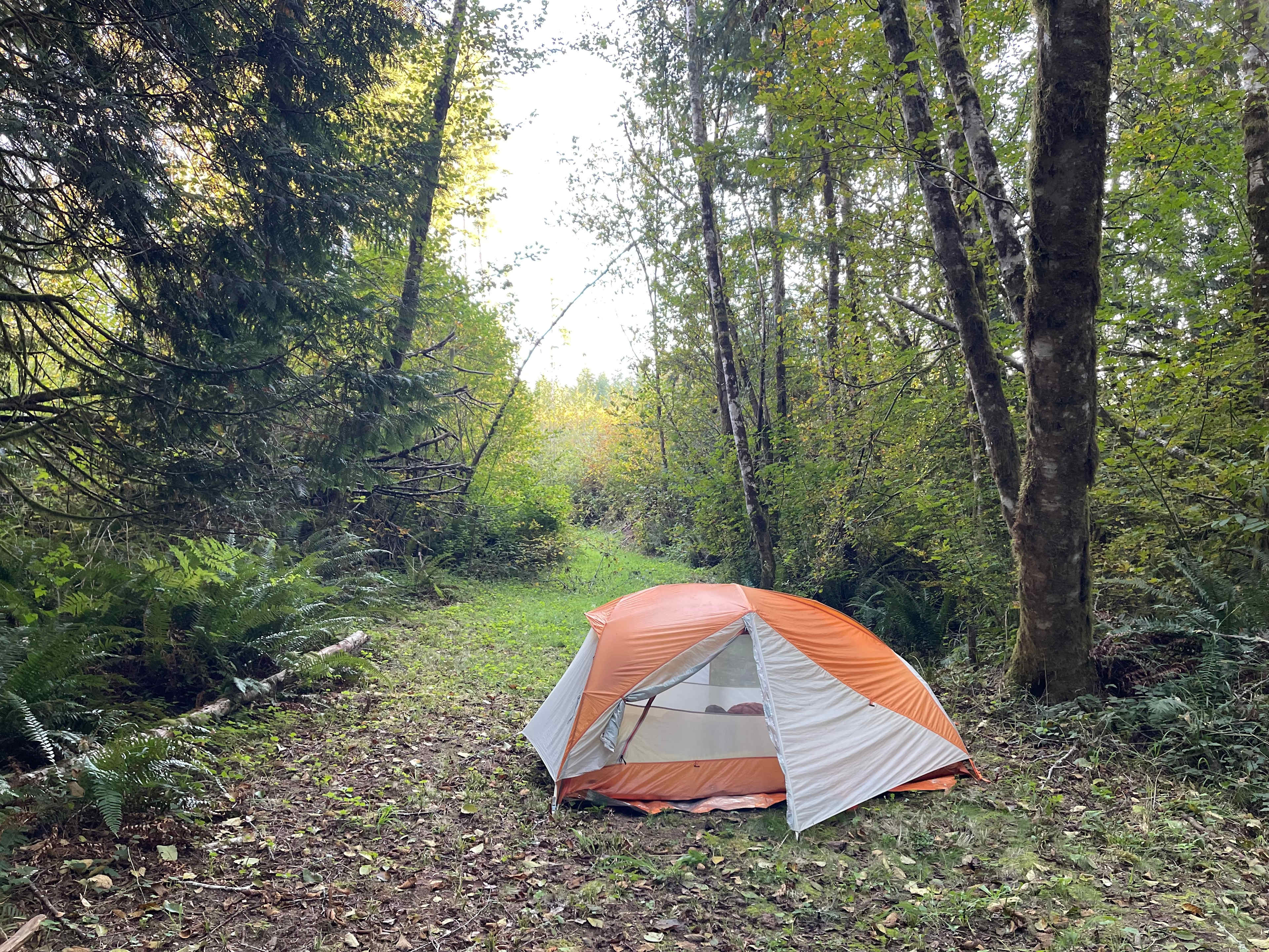 Secluded Tent Site in Trees