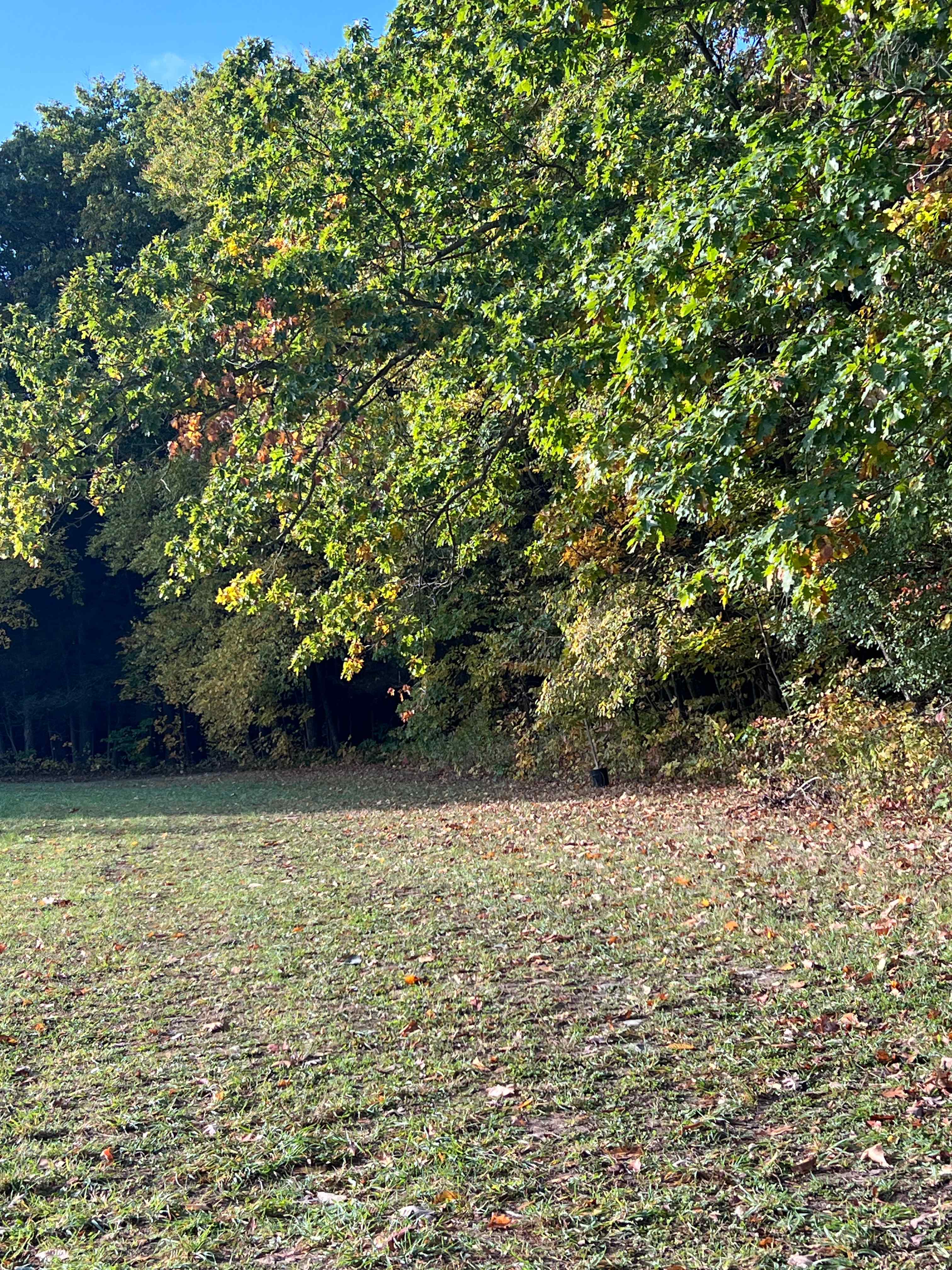 Orchard and Gorge At South Hill