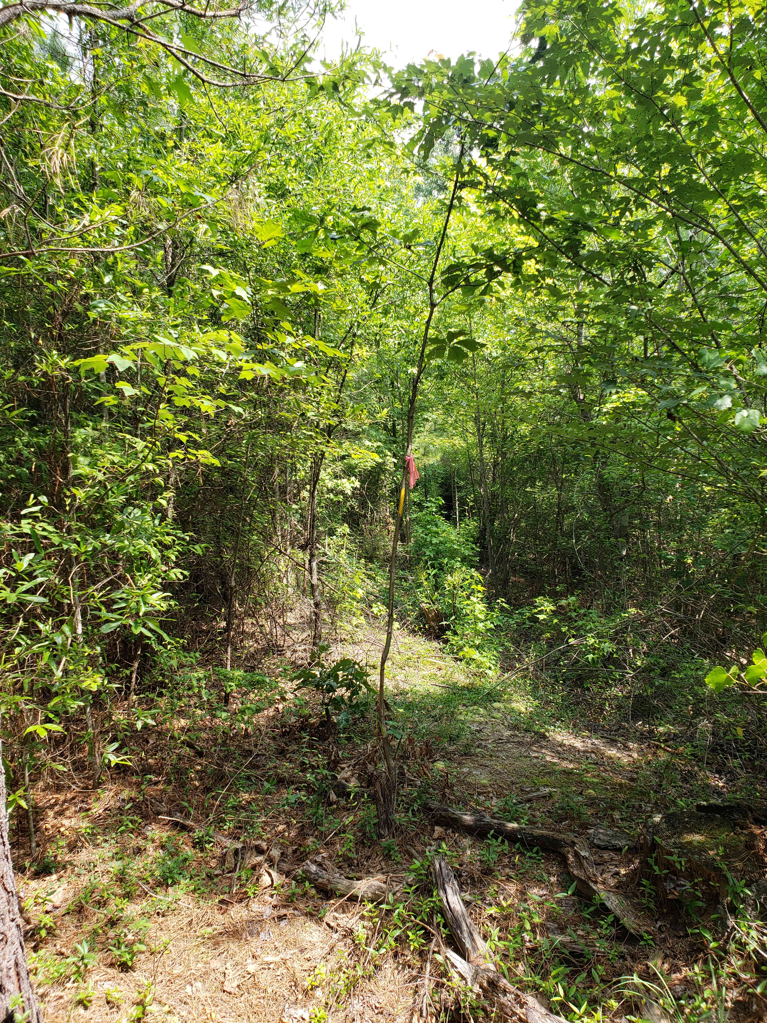 Triangle Tiny Timber