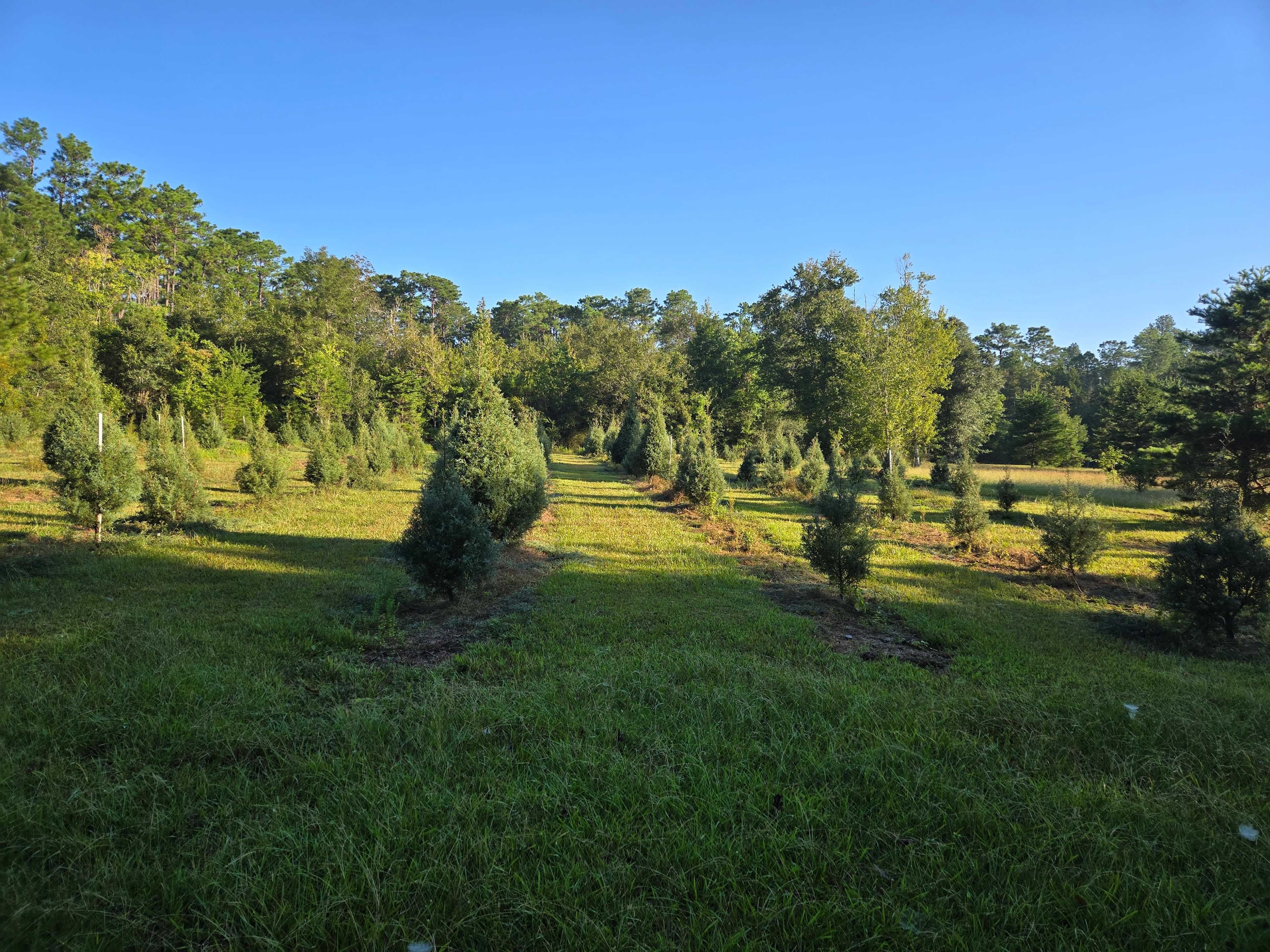A&W Christmas Tree Farm