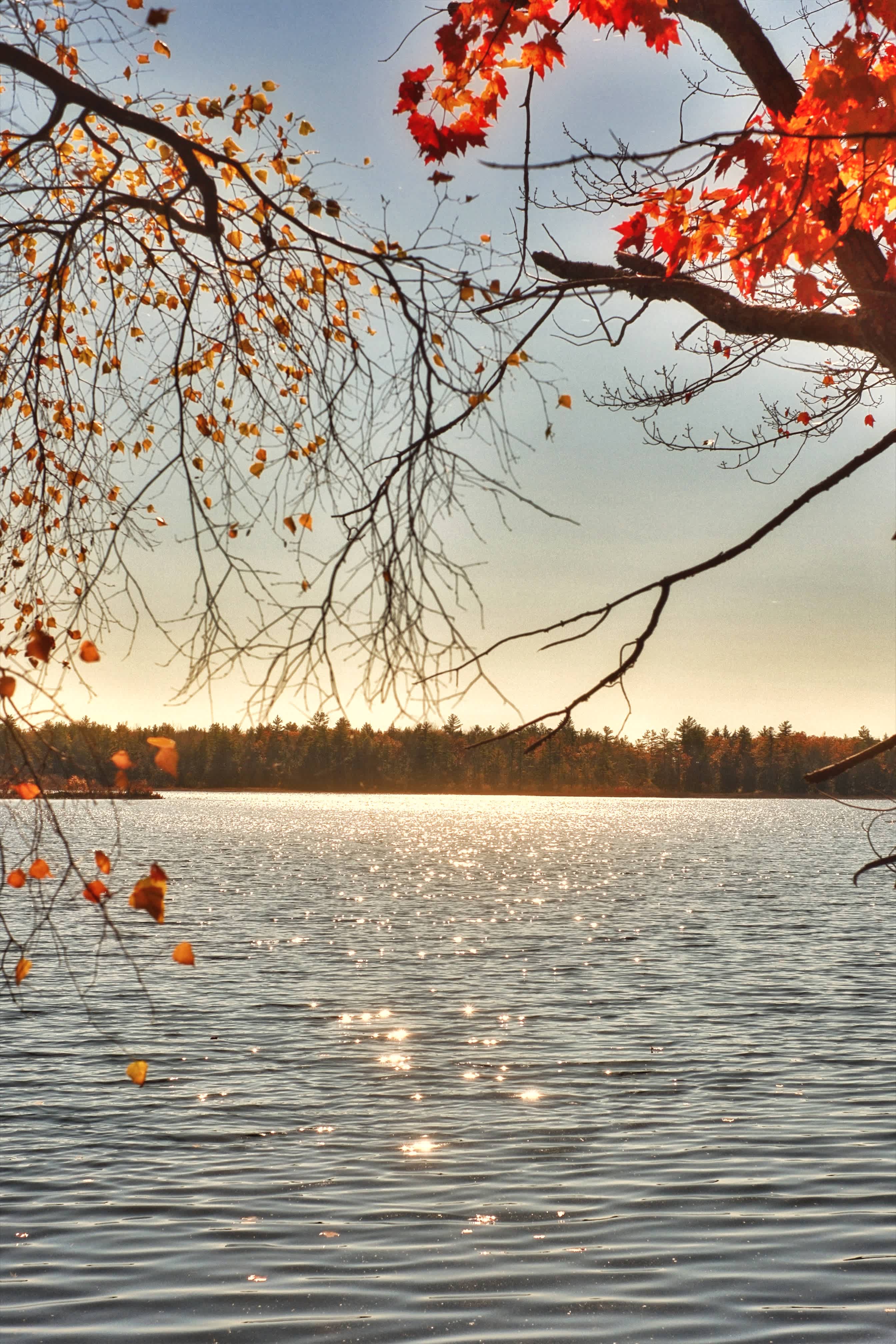 Waterfront Woodsy Glamping