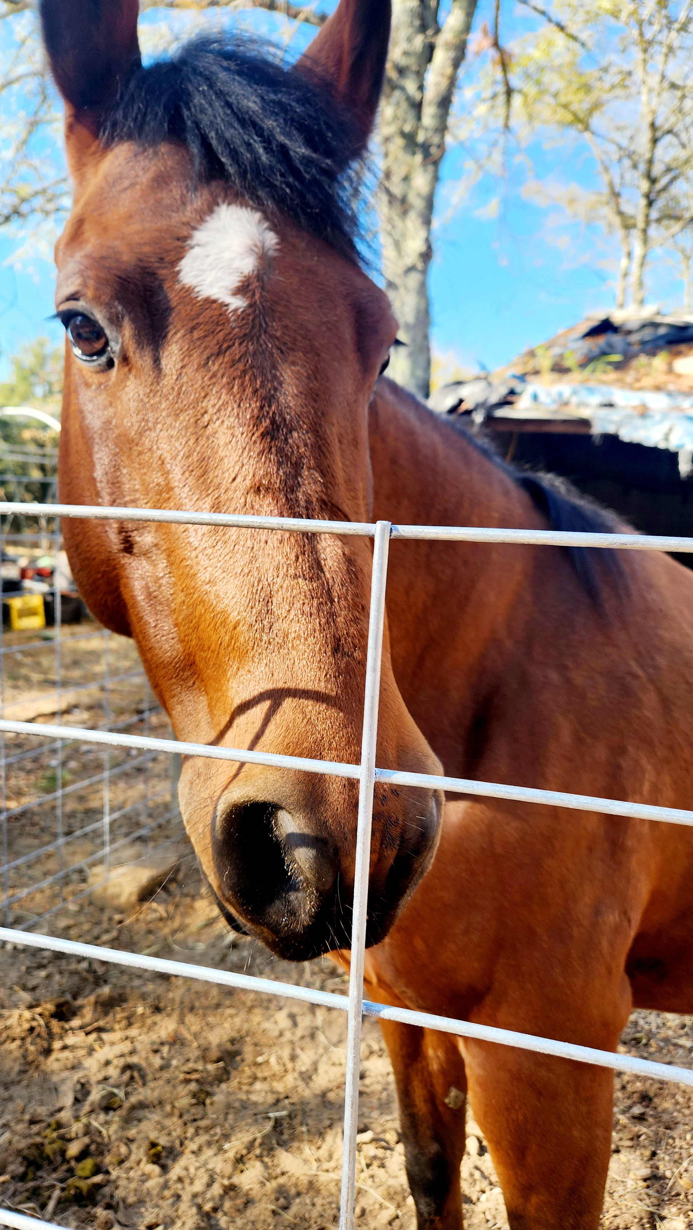 Come and meet our Barnyard Rockstar, Hickory. 