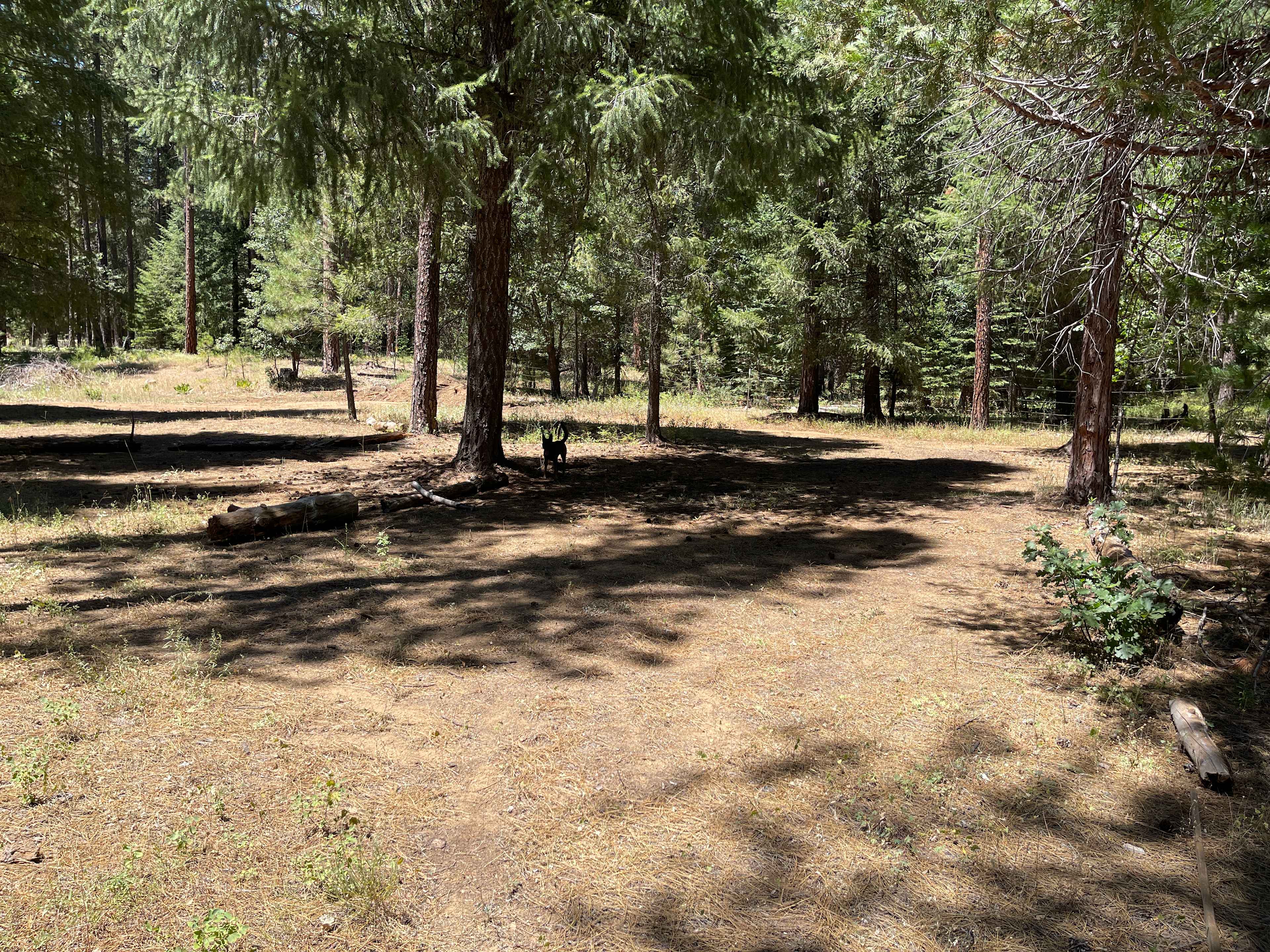 Wild Plumas California