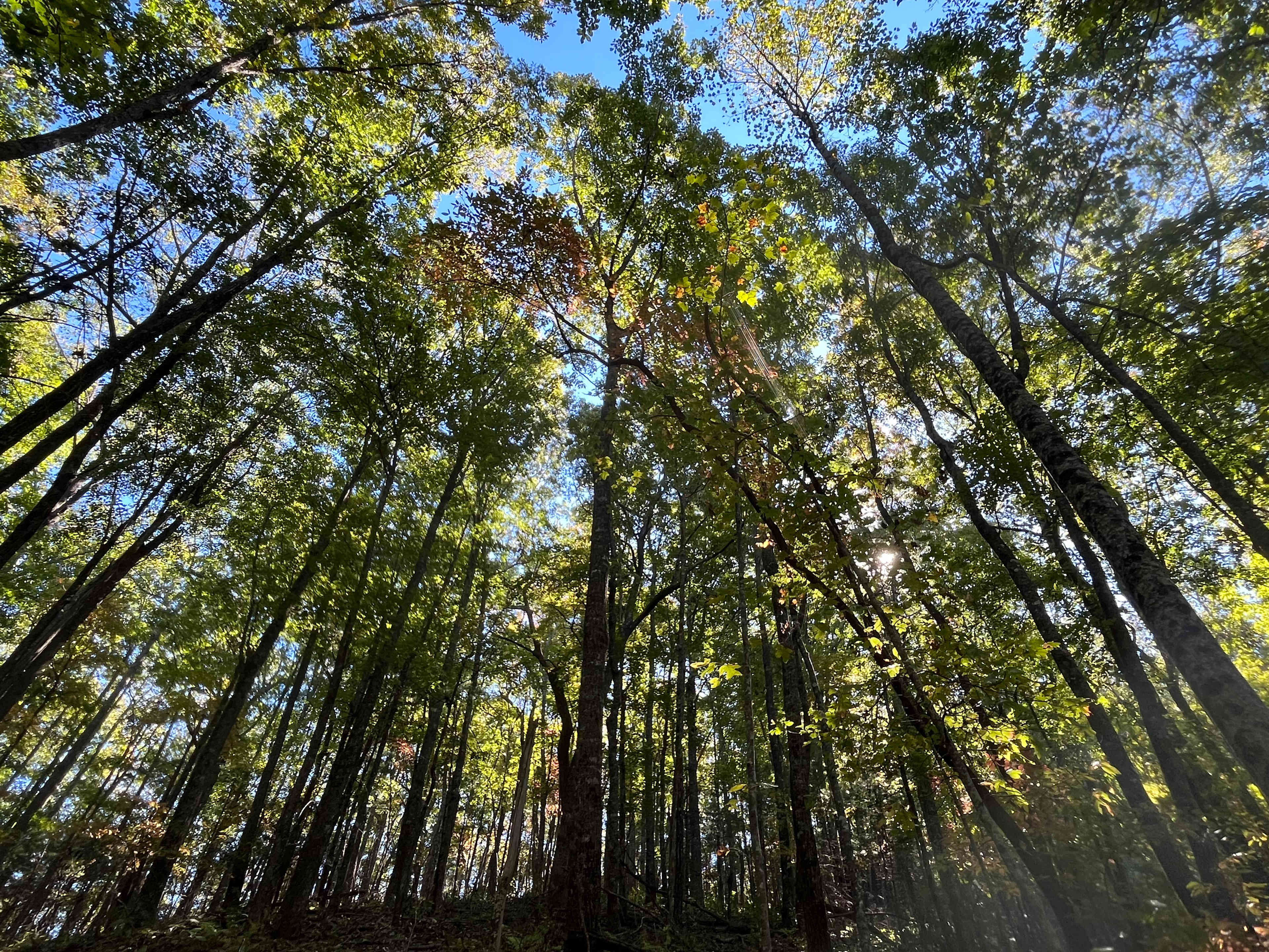 Mulberry Gap Adventure Basecamp