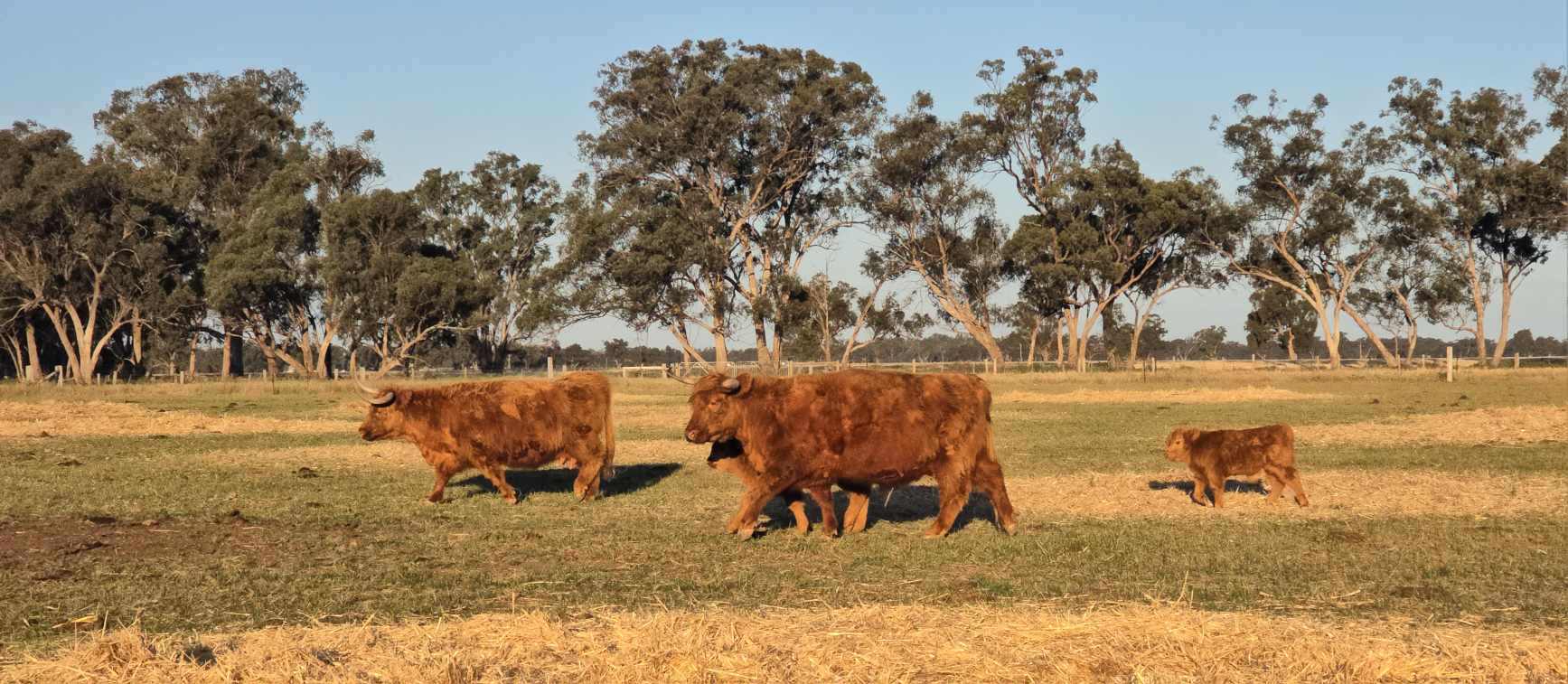 Heidi & Geordie with their 2024 calves 