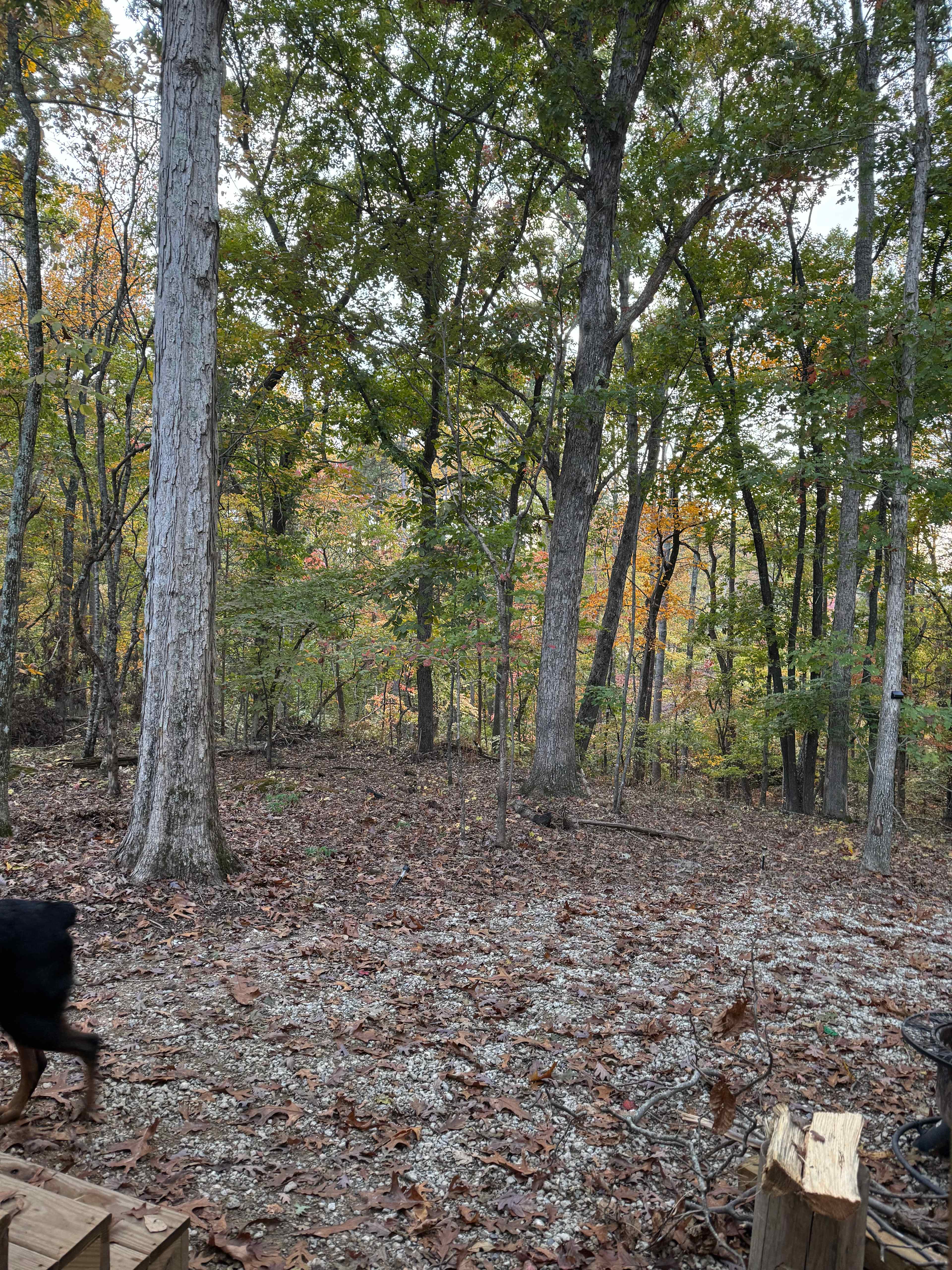Tails and Trails