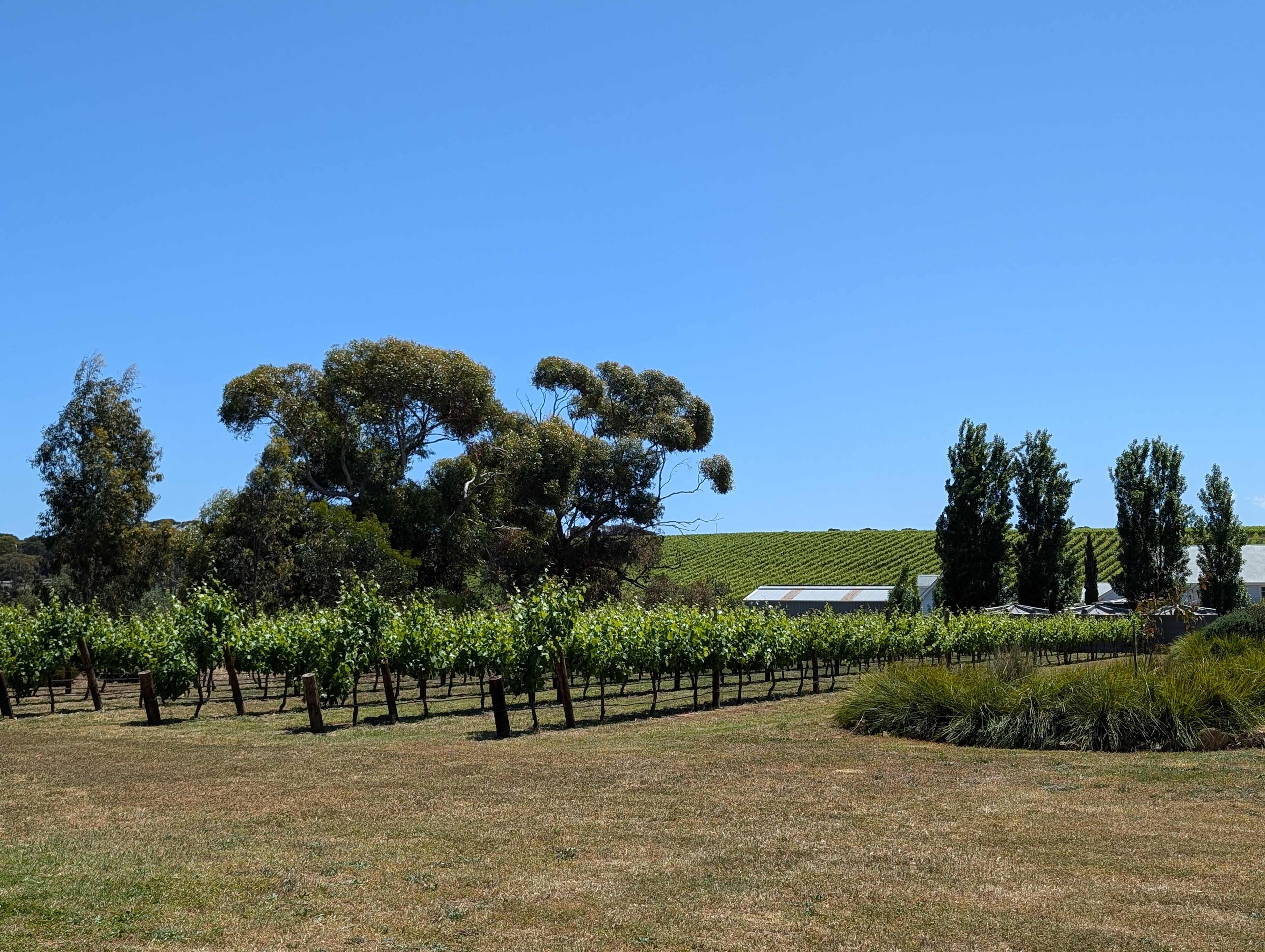 McLaren Vale Vineyard